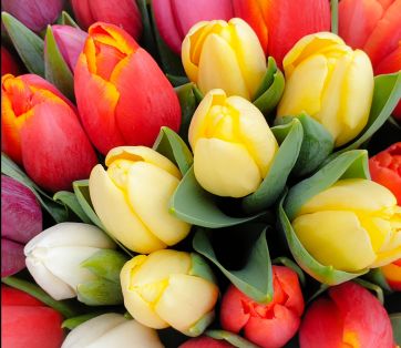 How to Start Your Spring Bulbs Now: A Guide to Tulips, Daffodils, and More