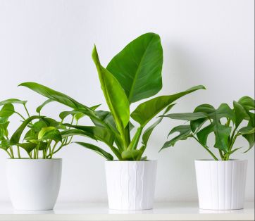 Indoor Plants that Thrive in Low Light