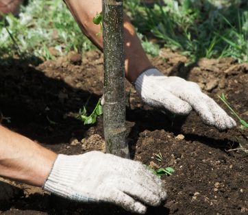Why February is the Perfect Time for Tree Planting in Vancouver