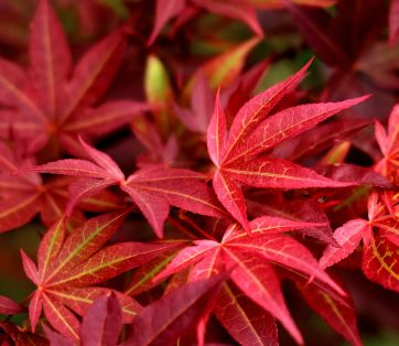 Top Fall Colors: Japanese Maple, Barberry, and Croton in Vancouver