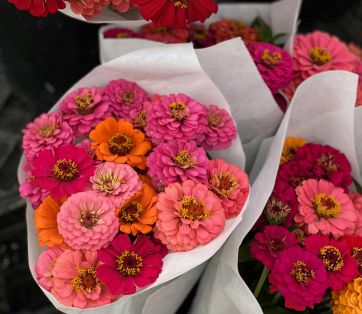6 Must-Plant Flowers in Vancouver This Fall