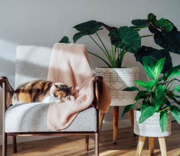 Seasonal Decor Ideas: Creative Ways to Use Autumn Foliage and Plants for Home Decor
