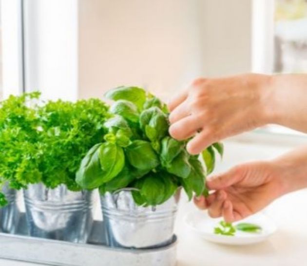 Starting Your Home Herb Garden