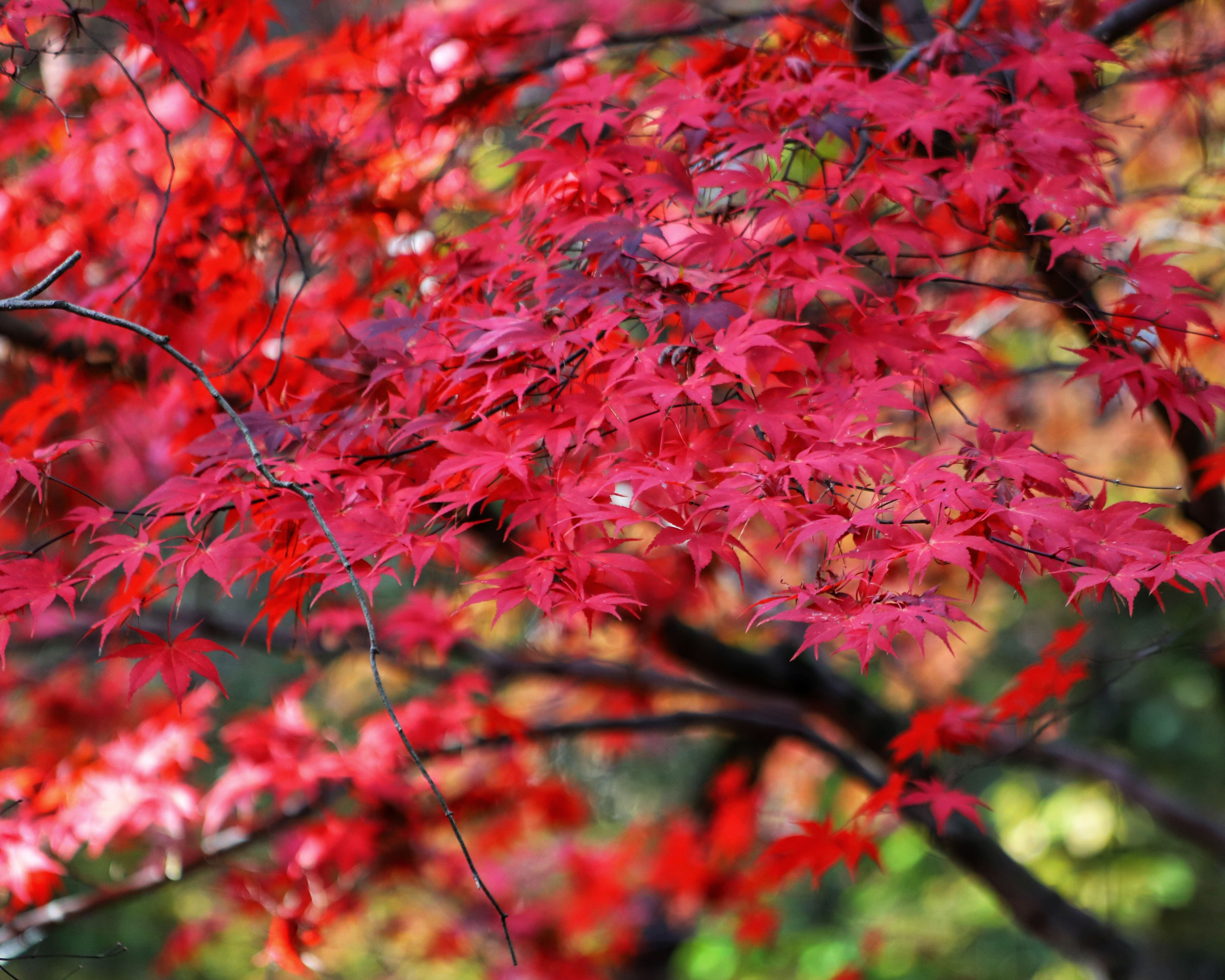 jap maple fbp.jpg