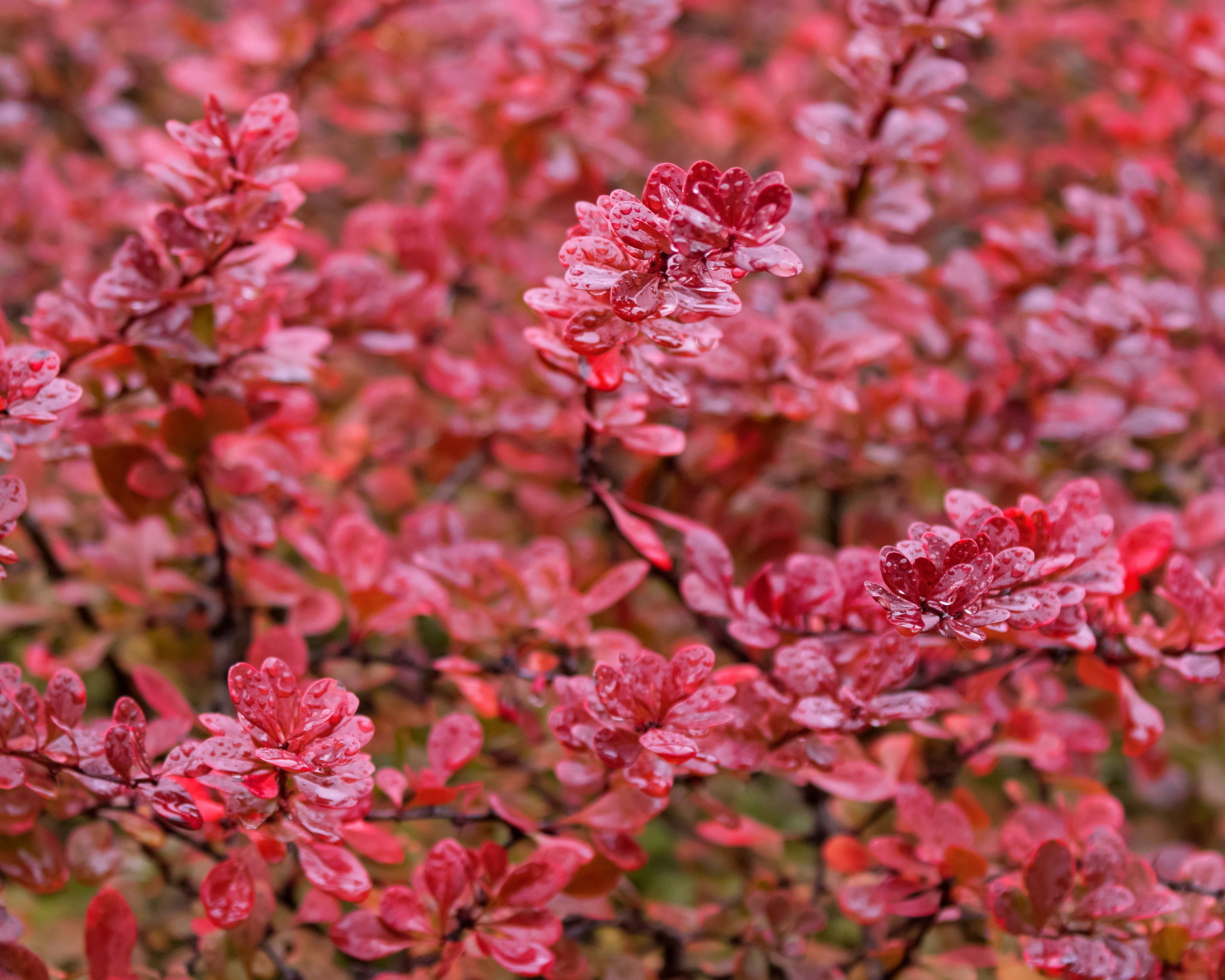 barberry fbp.jpg