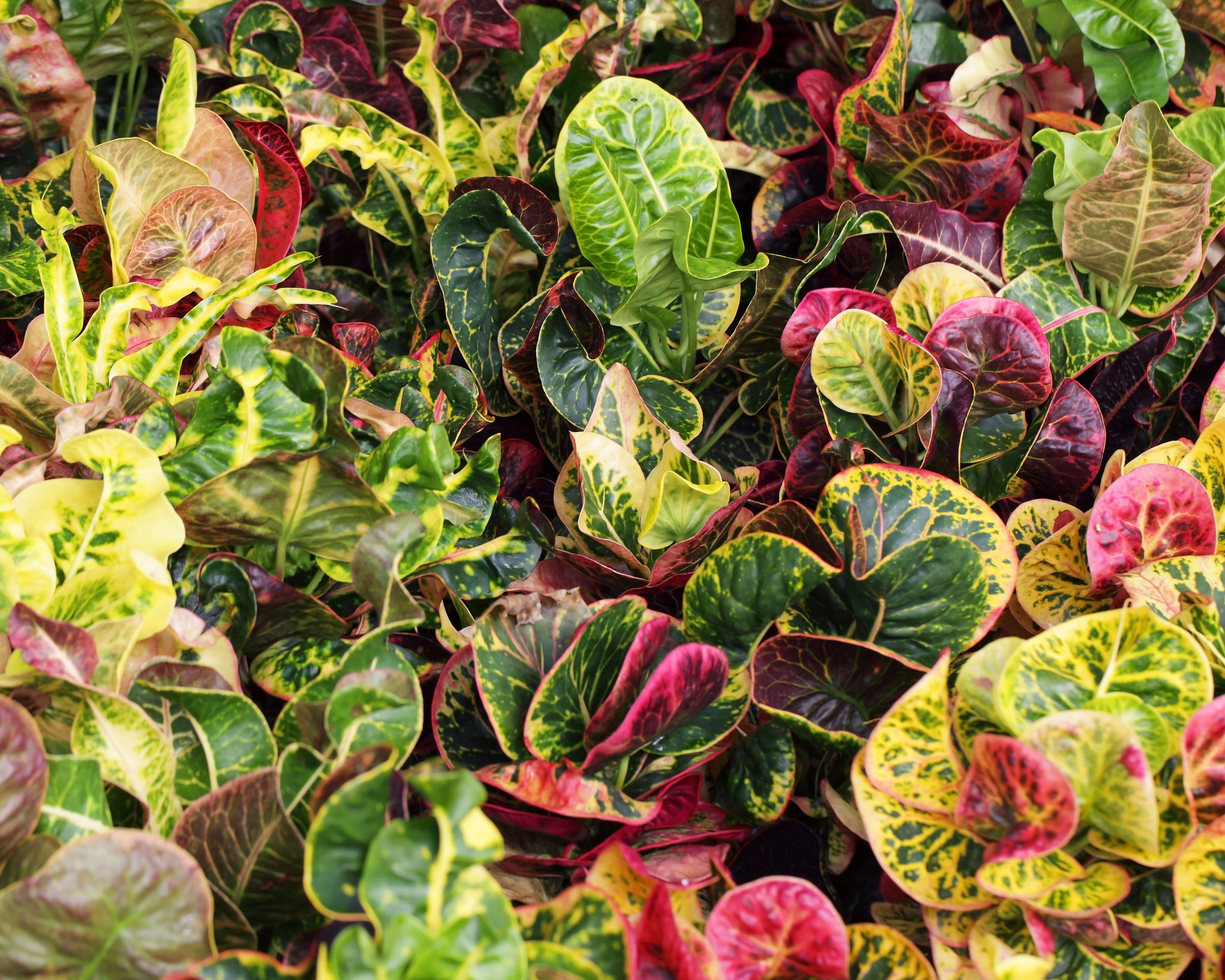 Garden Croton 變葉木 FBP.jpg