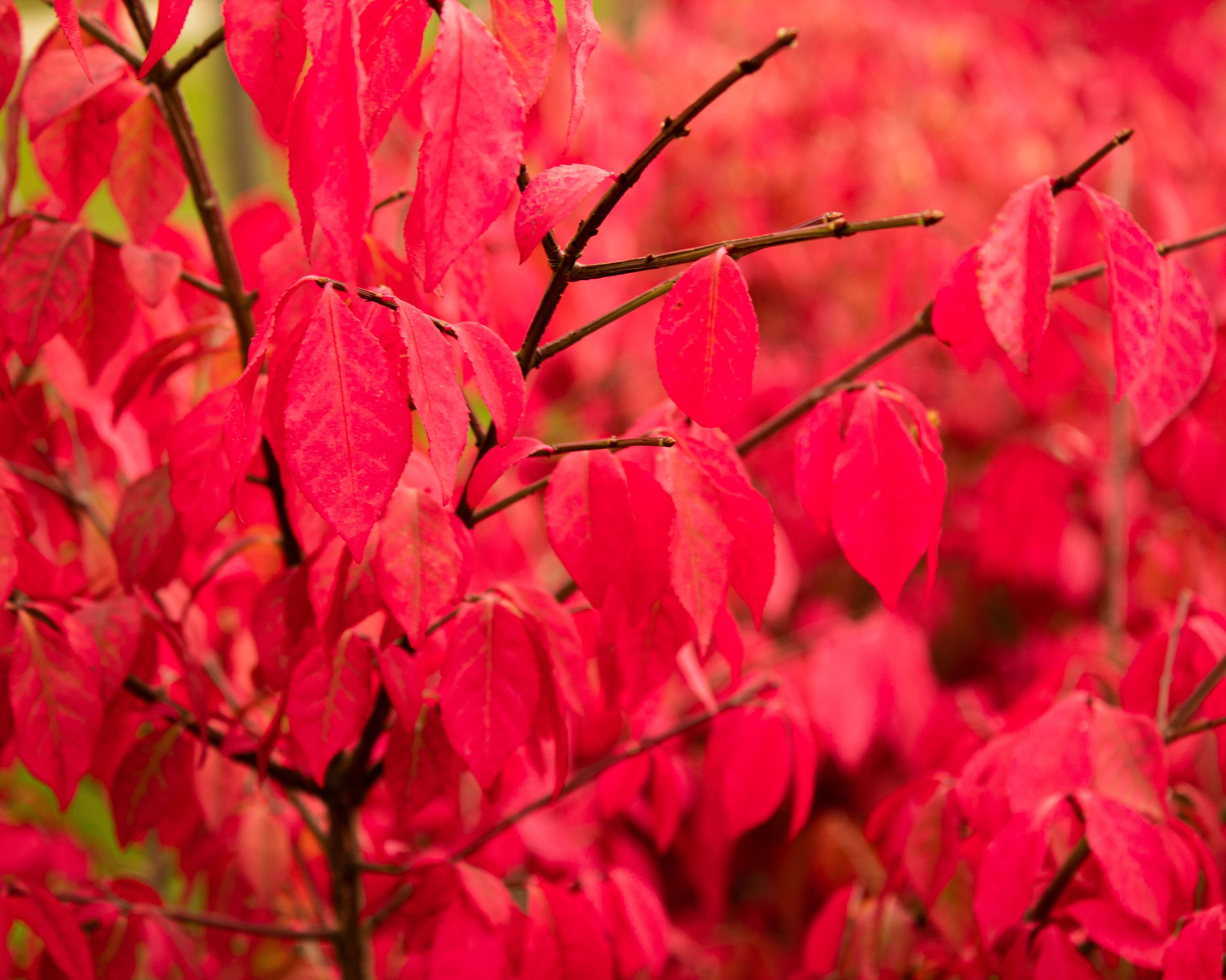 Burning bush fbp.jpg