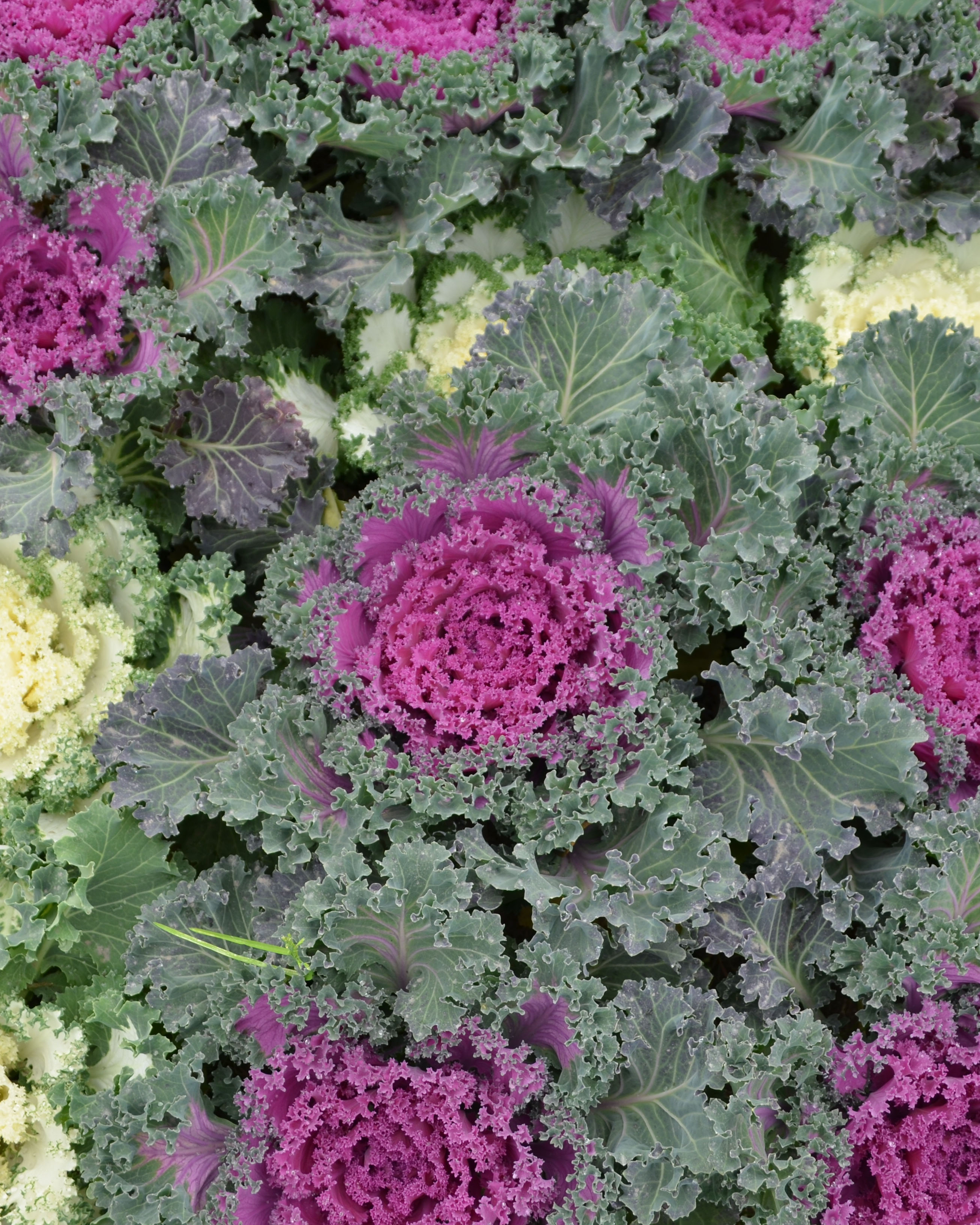 kale.jpg
