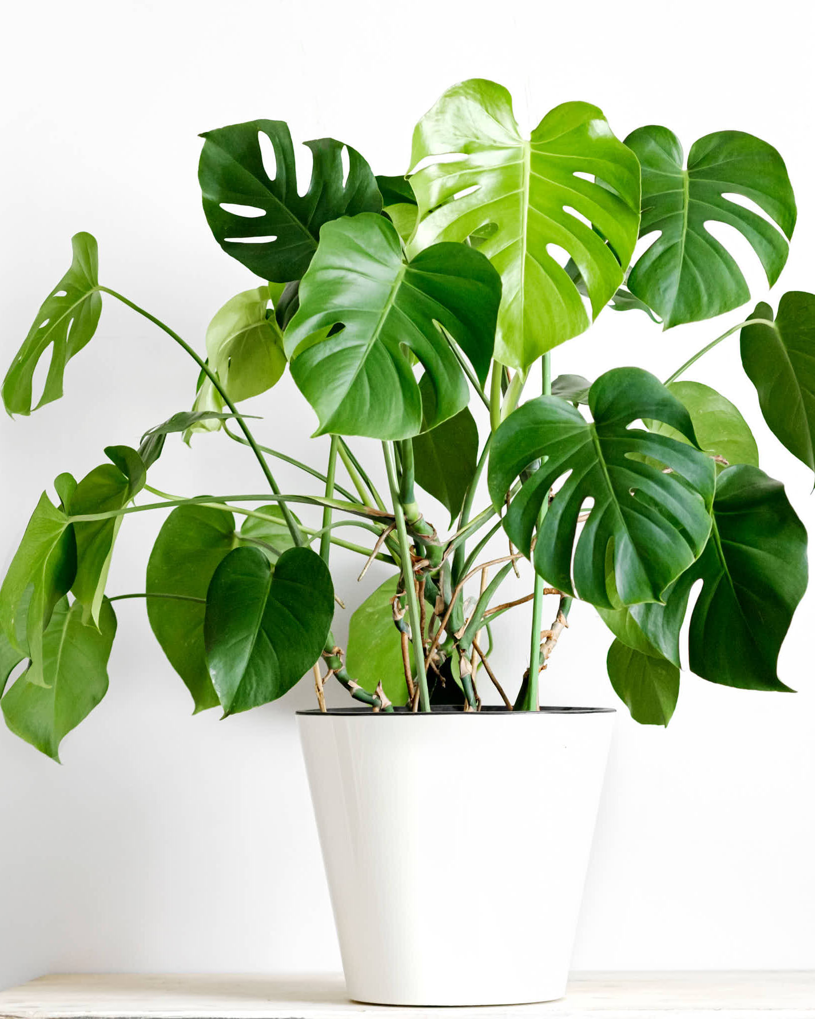 Popular Indoor Tropicals for the Fall Season in Vancouver