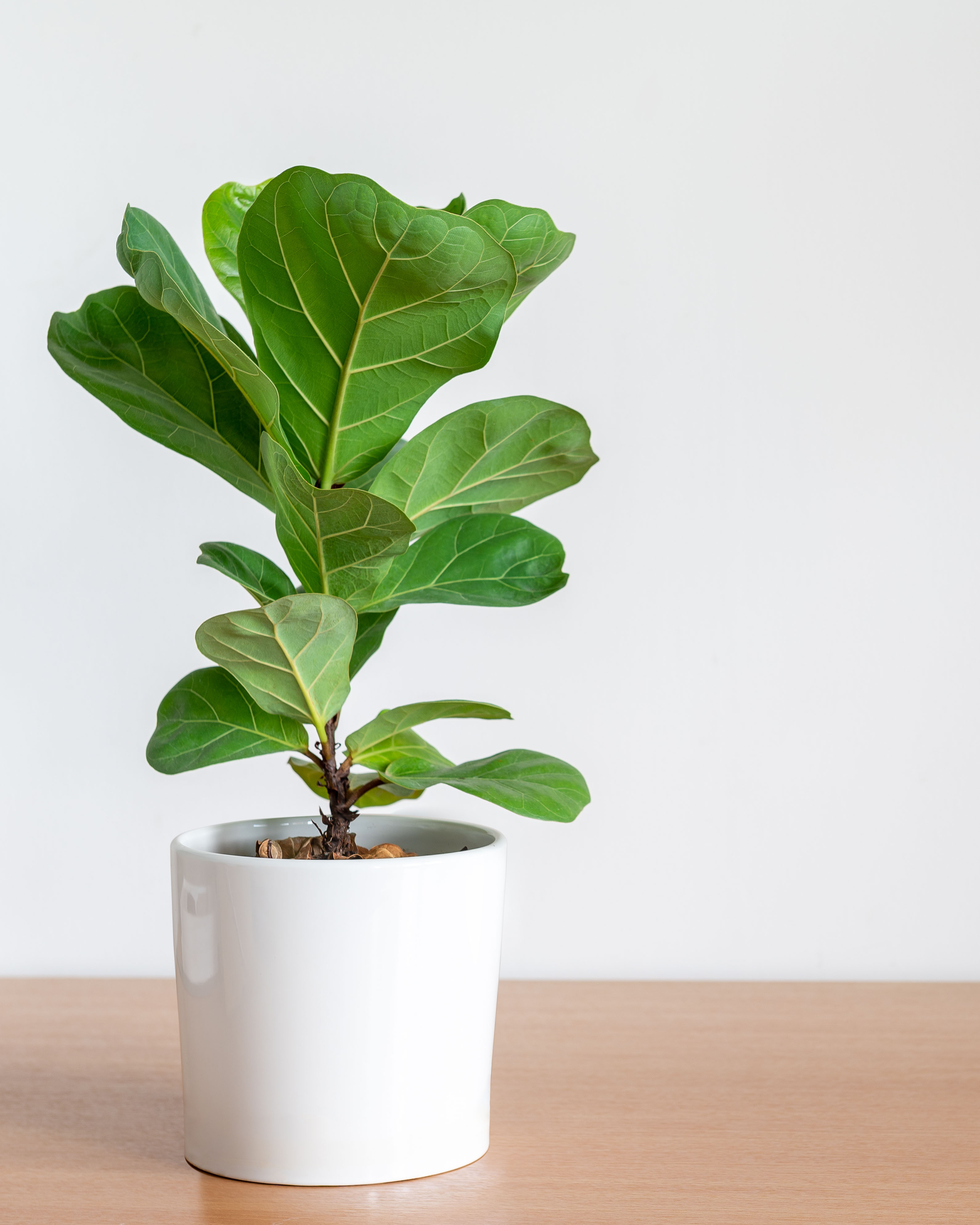 fiddle leaf 1080.jpg