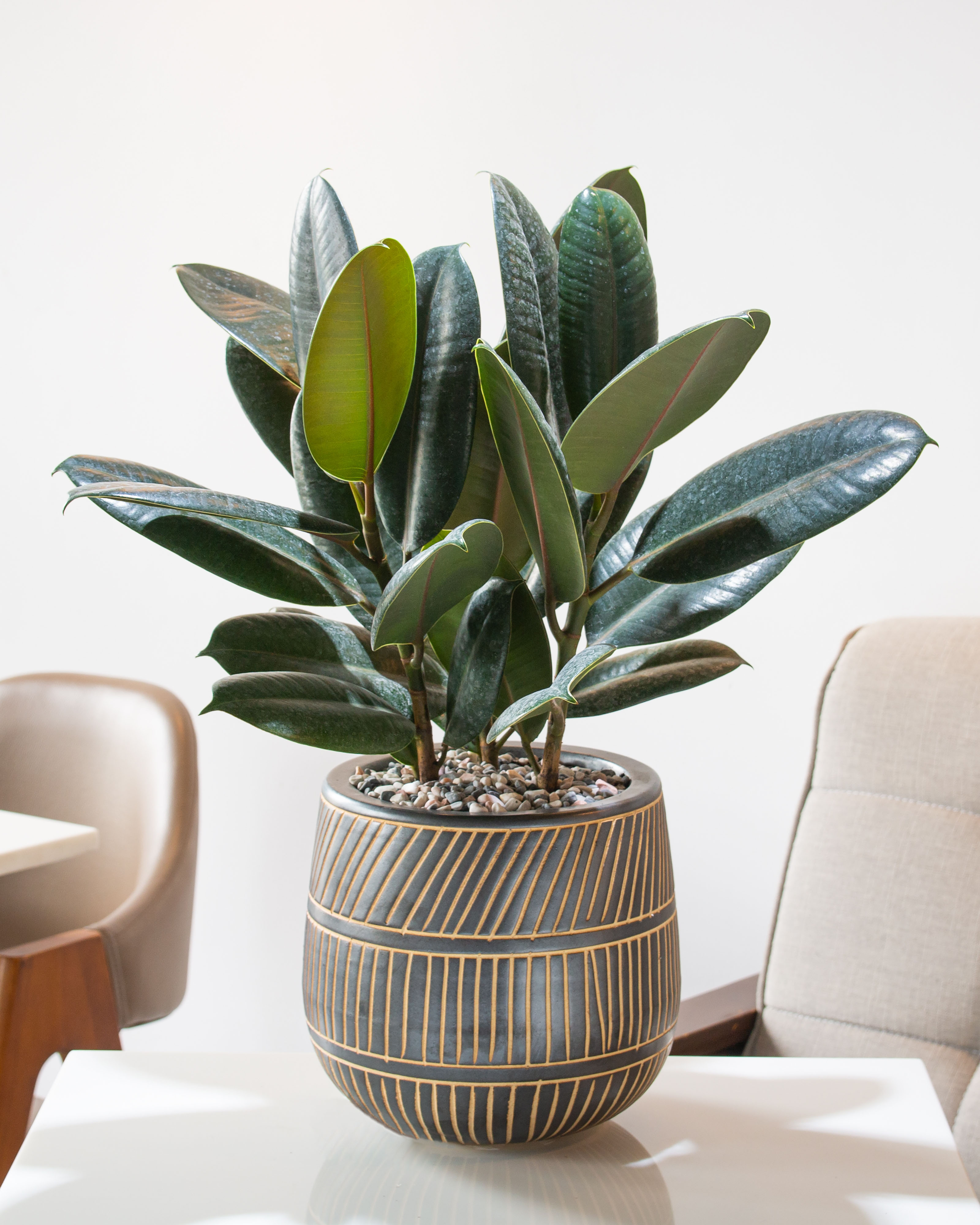 rubber plant 1080.jpg