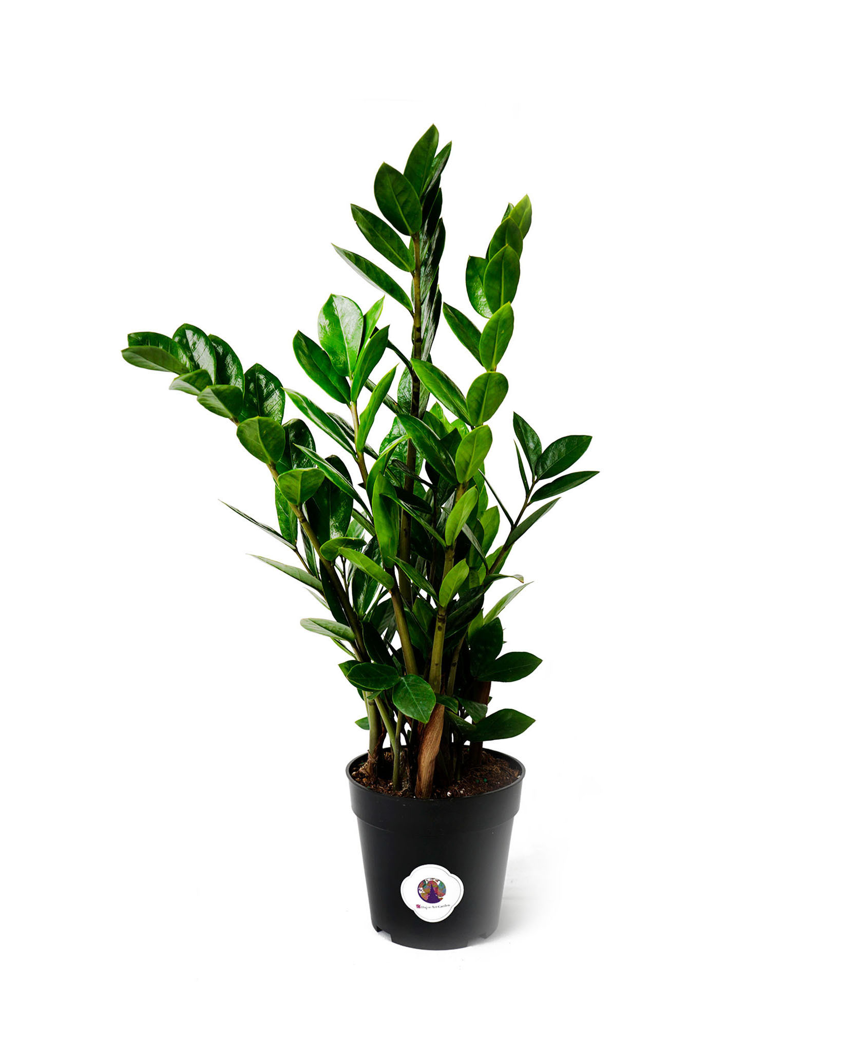 ZZ Plant (Zamioculcas).jpg