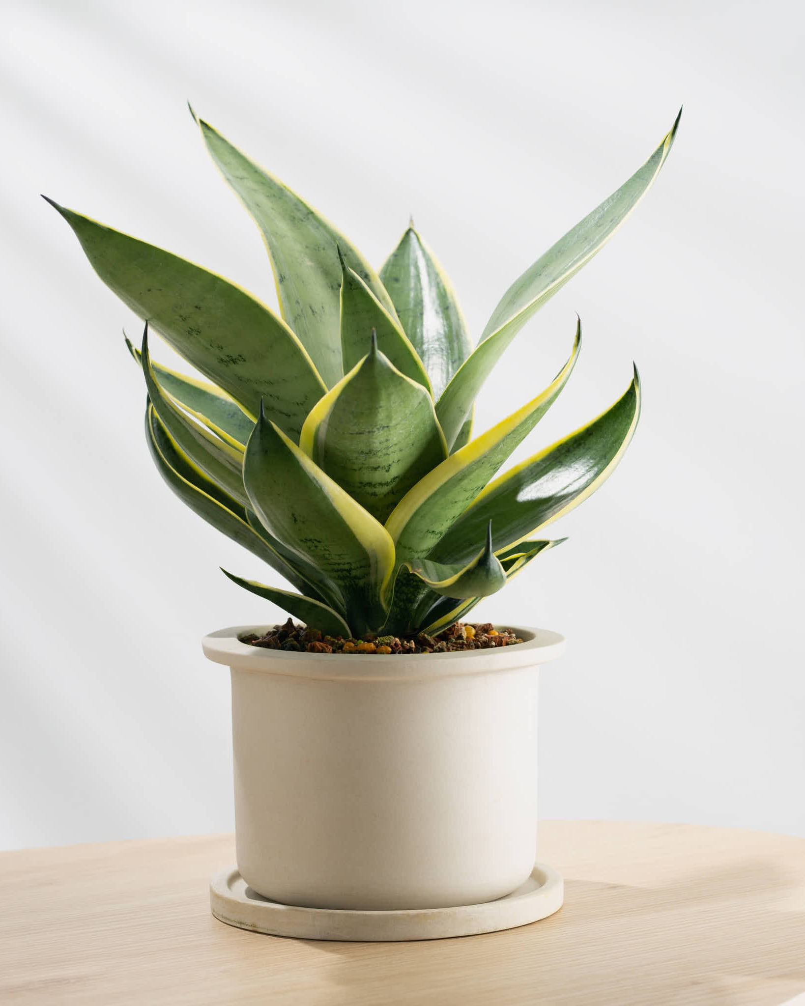 Indoor Gardening: Best Houseplants to Bring Indoors and Care Tips for the Colder Months
