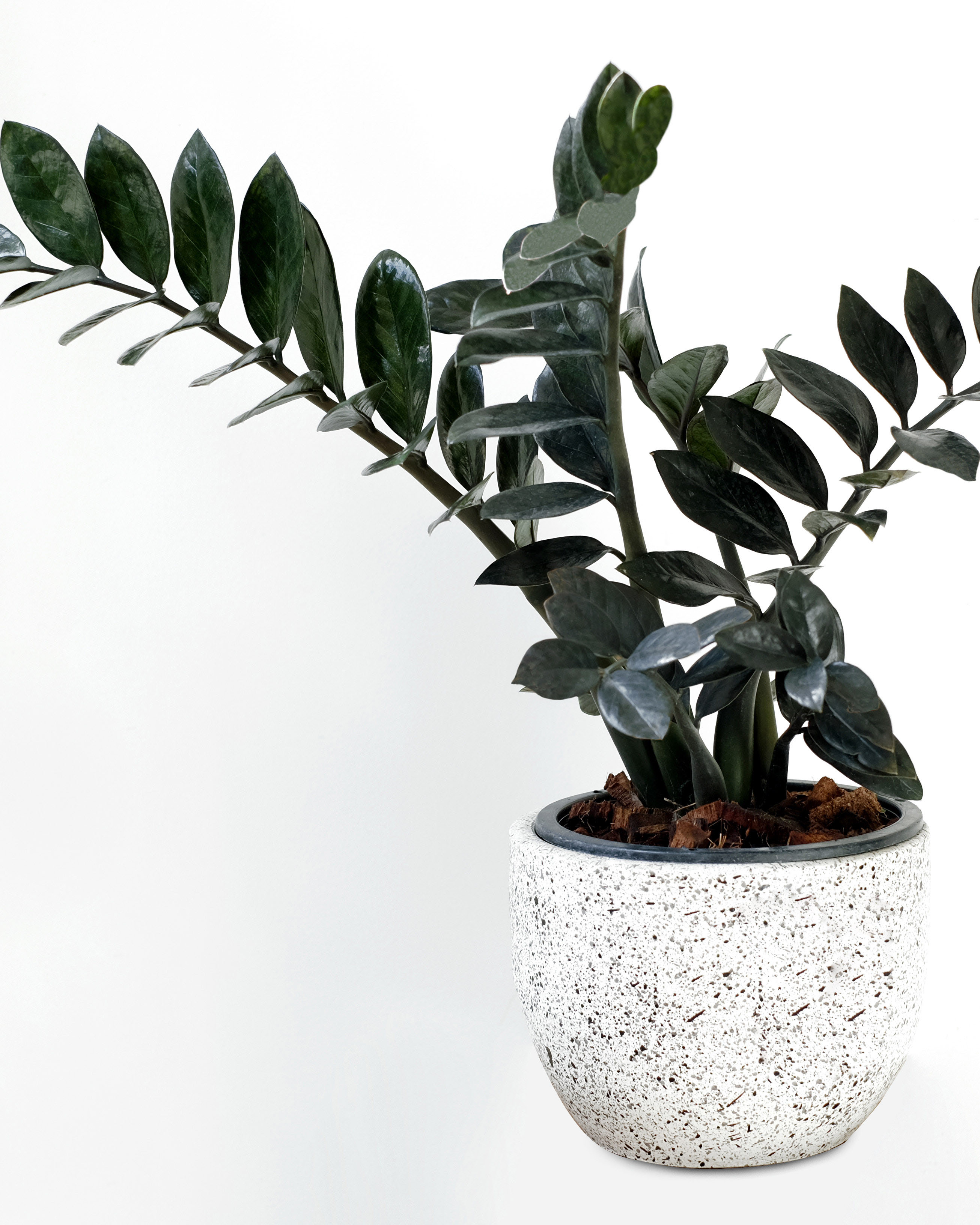 68-Zamioculcas Black fbp.jpg