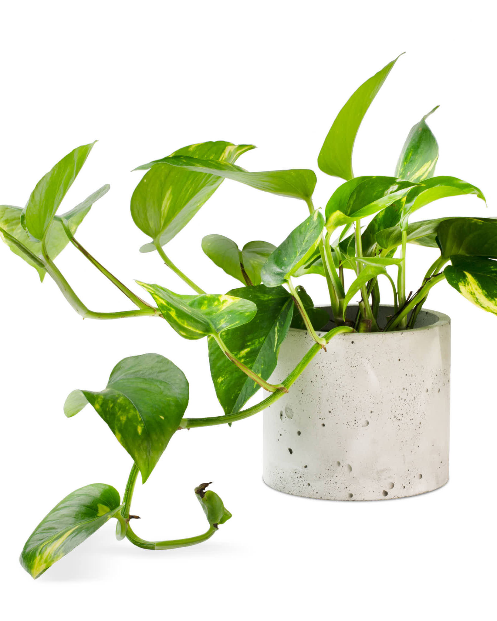35-Pothos fbp.jpg