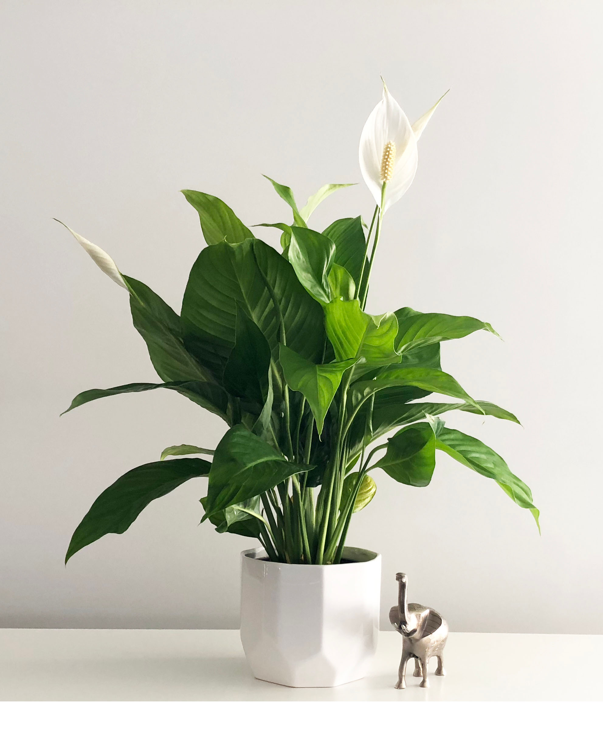 Peace Lily 白鶴芋 fbp.jpg