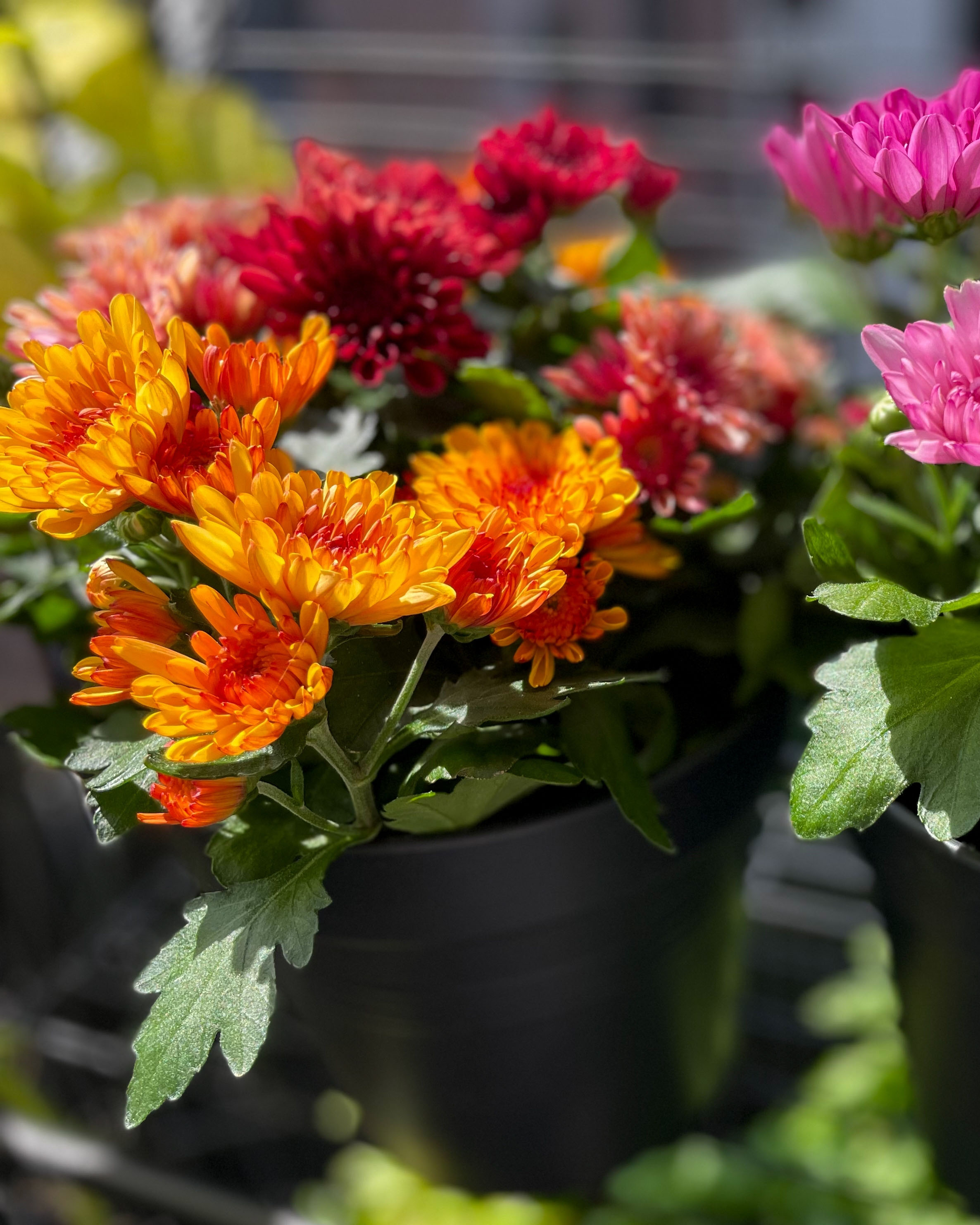 potted chrysanthemums.jpg