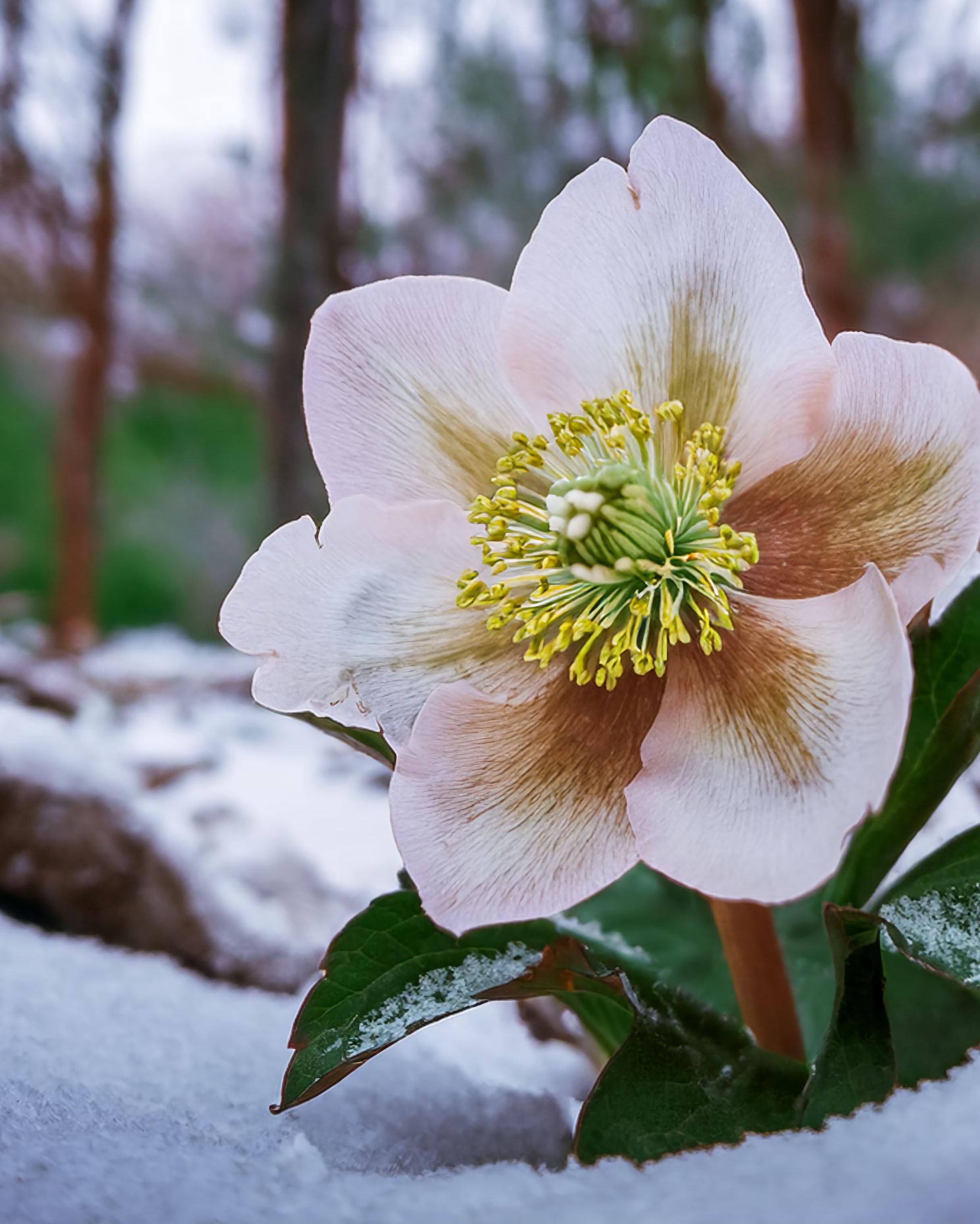 Hellebores rose fbp.jpg