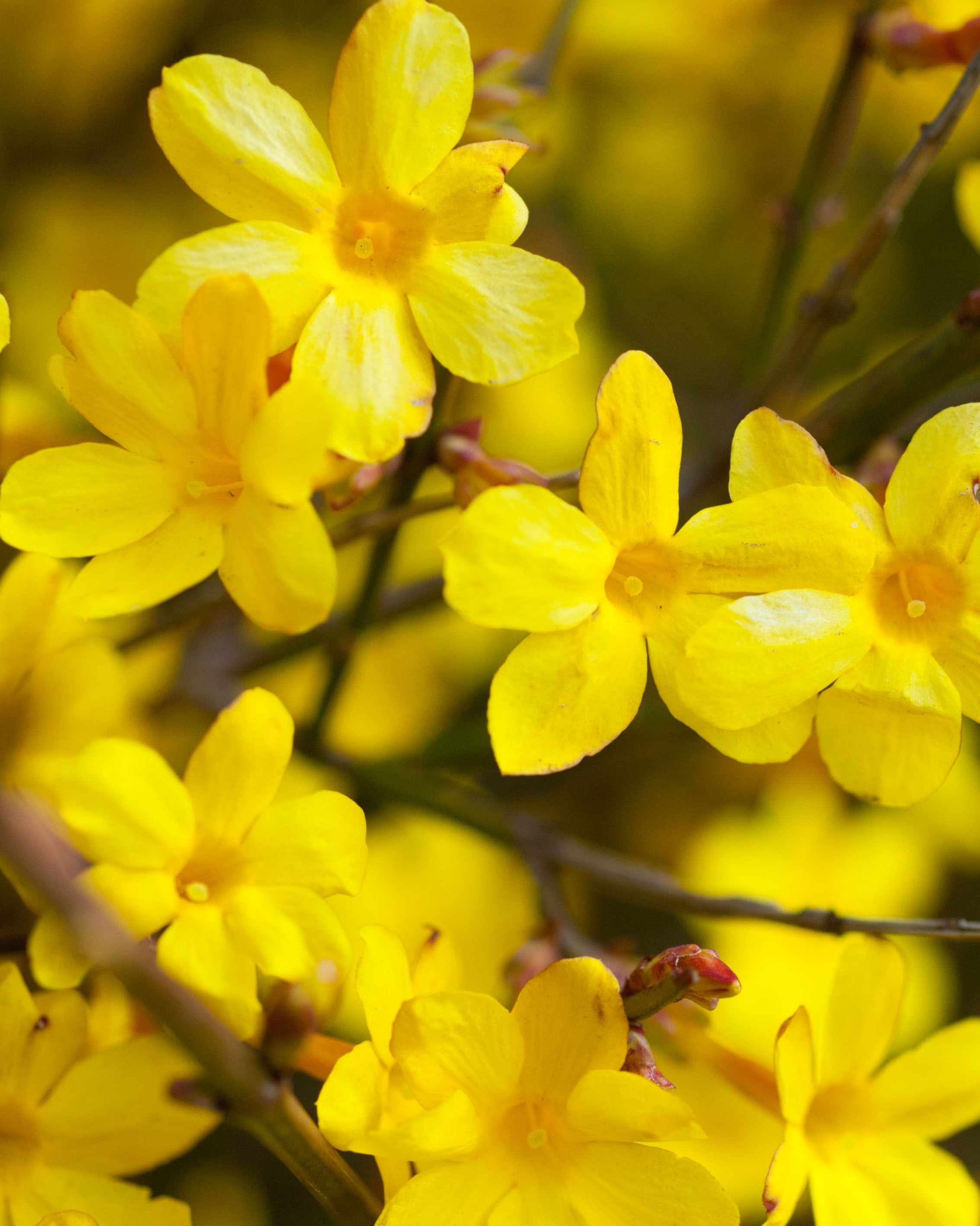 winter-flowering jasmine 冬季开花的茉莉 fbp.jpg