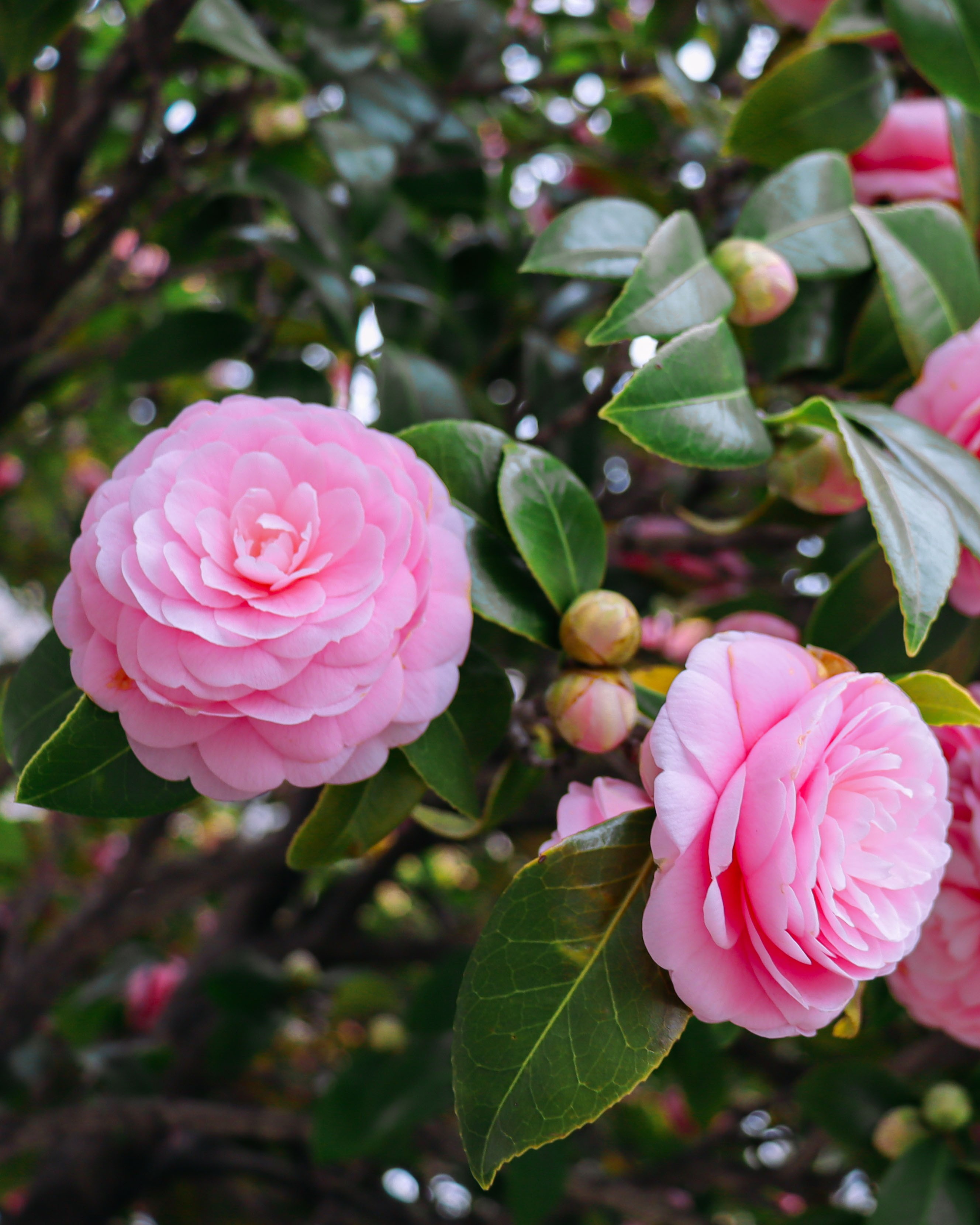 Camellia fbp.jpg