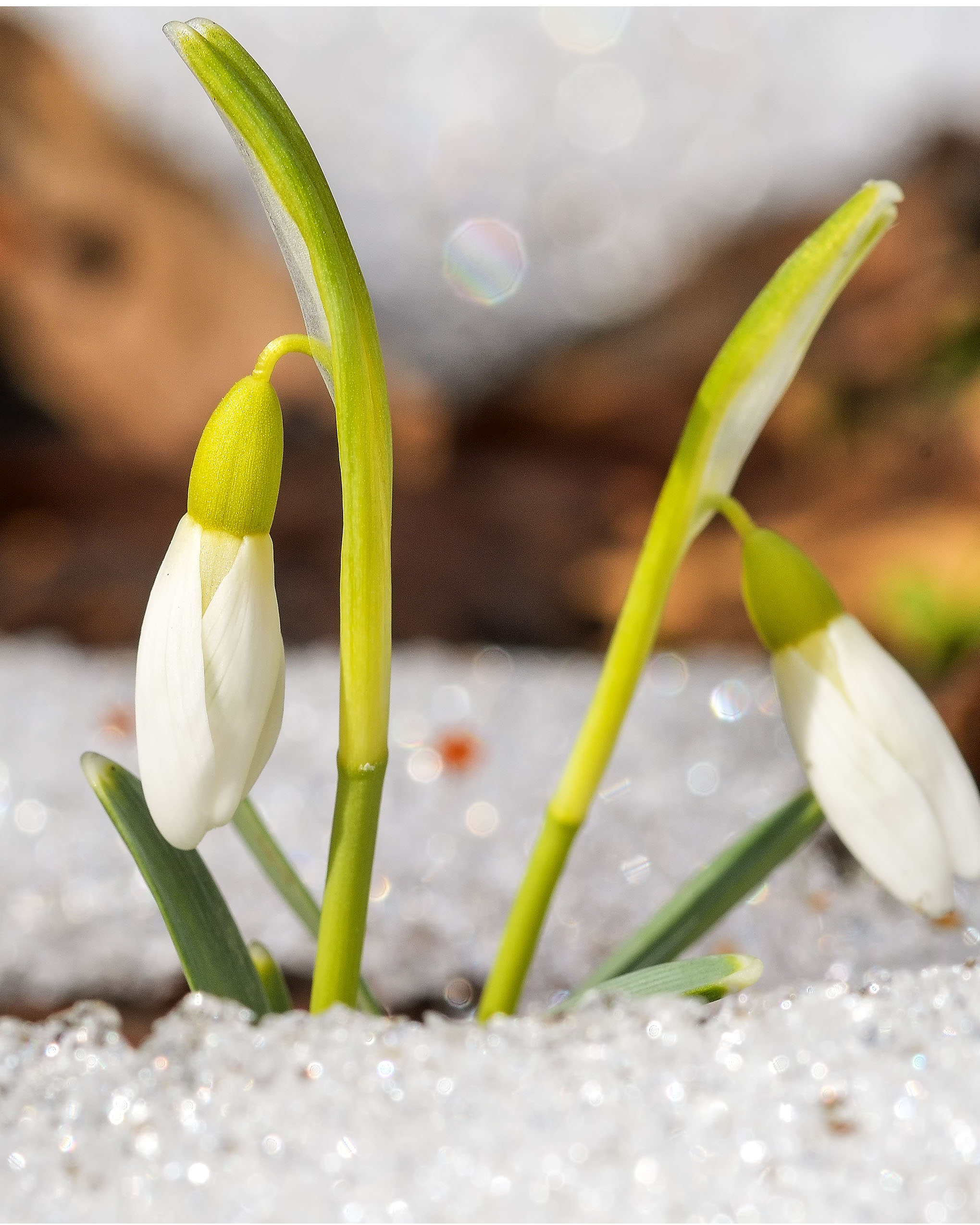 Snowdrop fbp.jpg