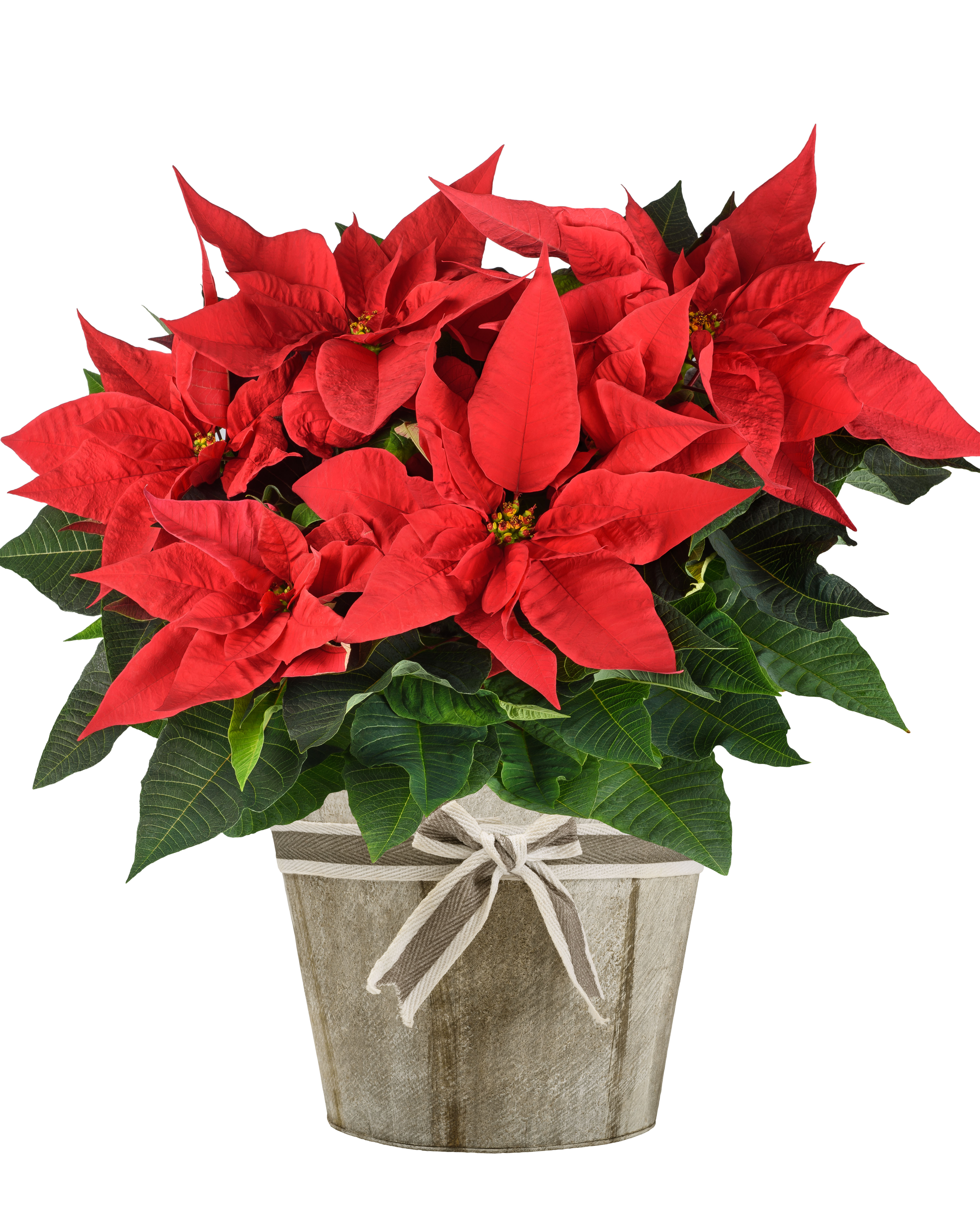 Poinsettia 品紅 fbp.jpg