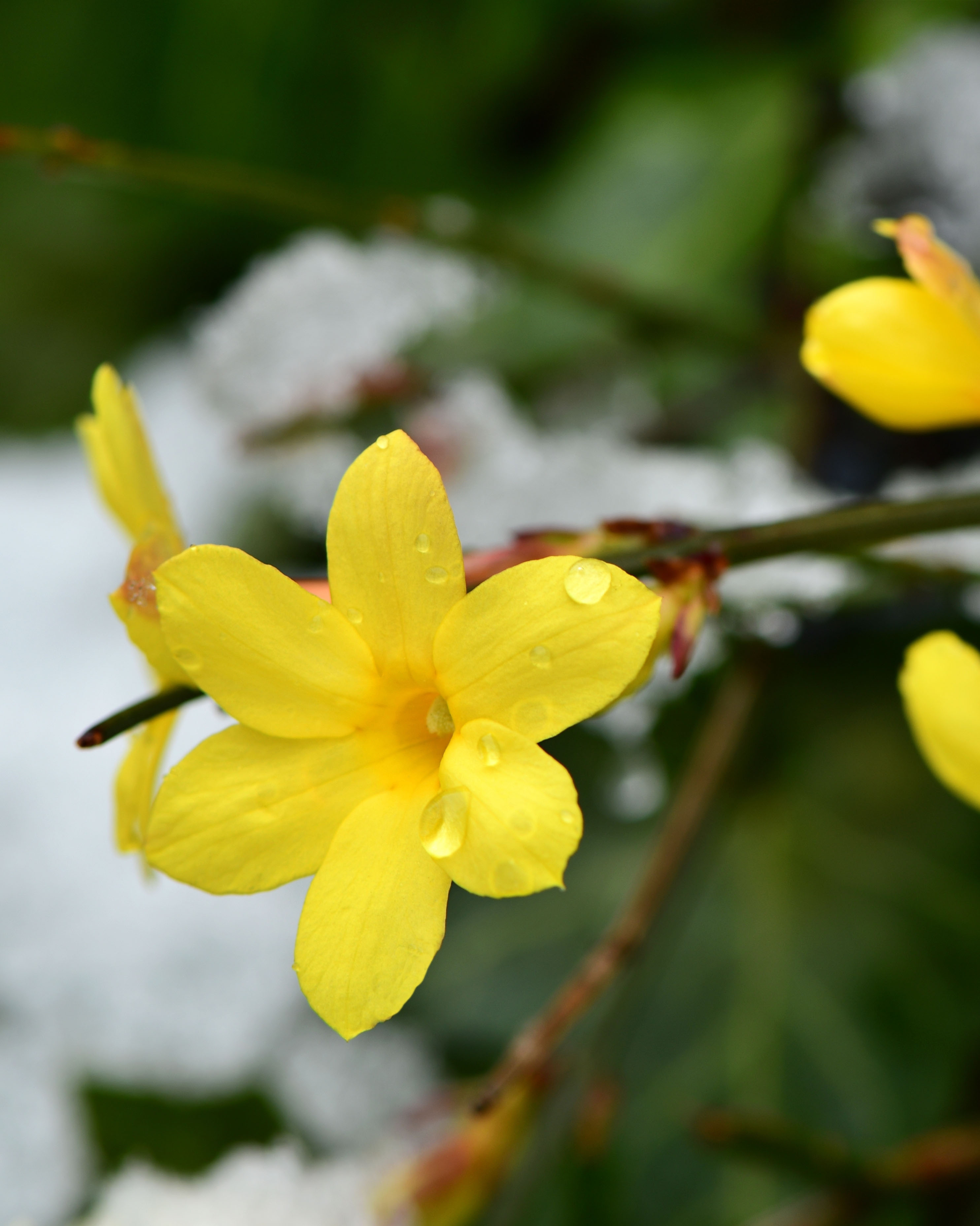 winter jasmine 2 fbp.jpg