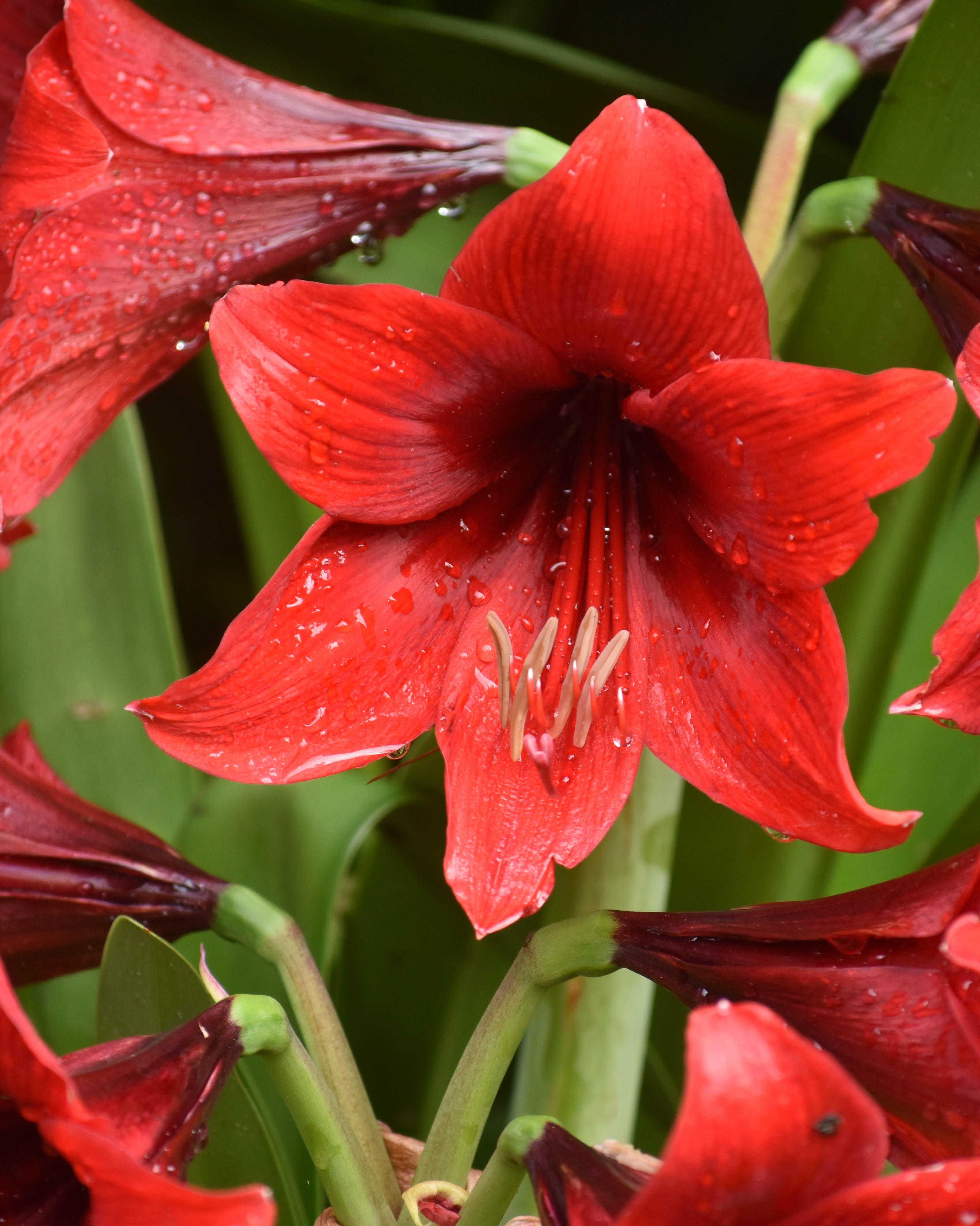 Amaryllis FBP.jpg