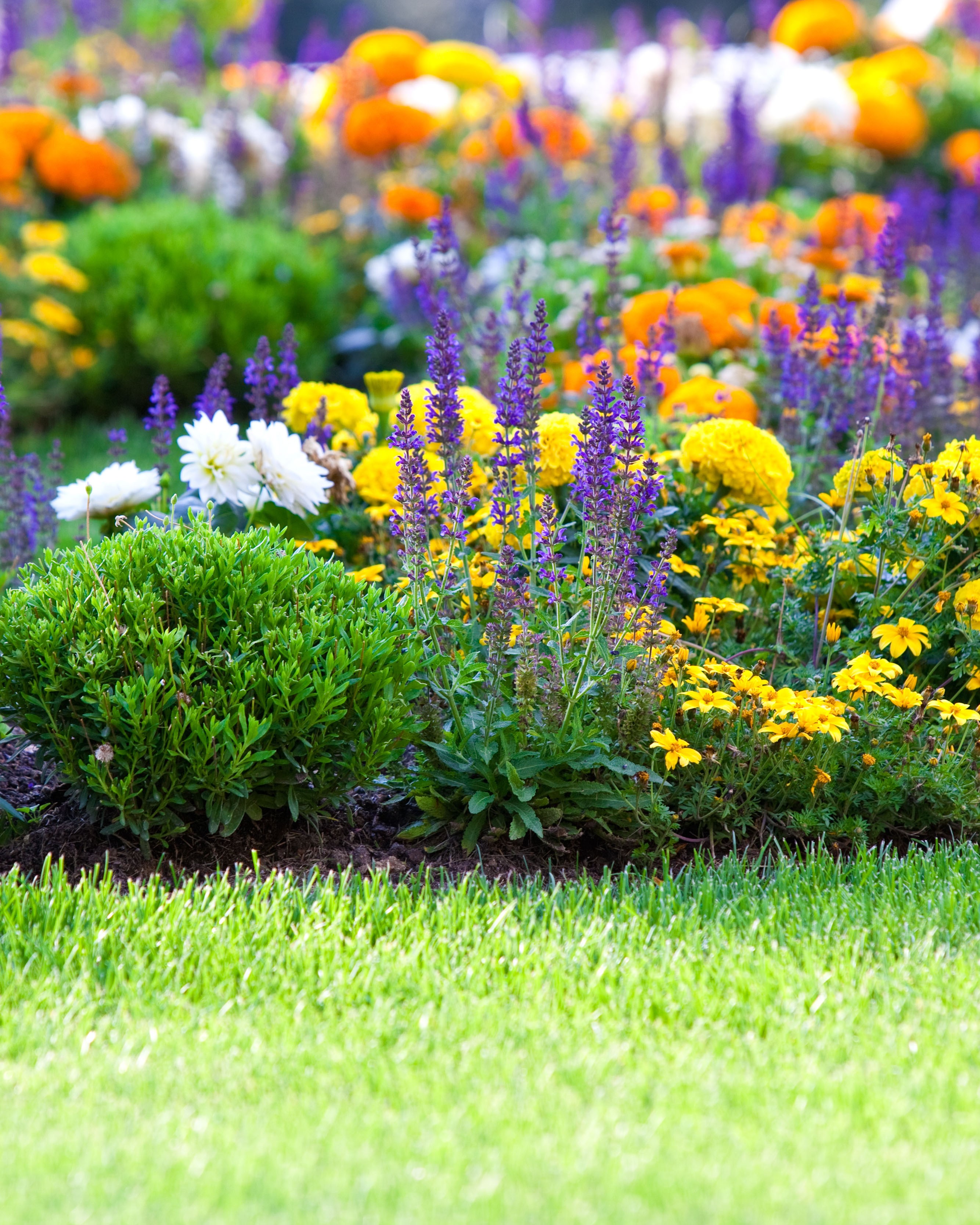 garden fbp.jpg