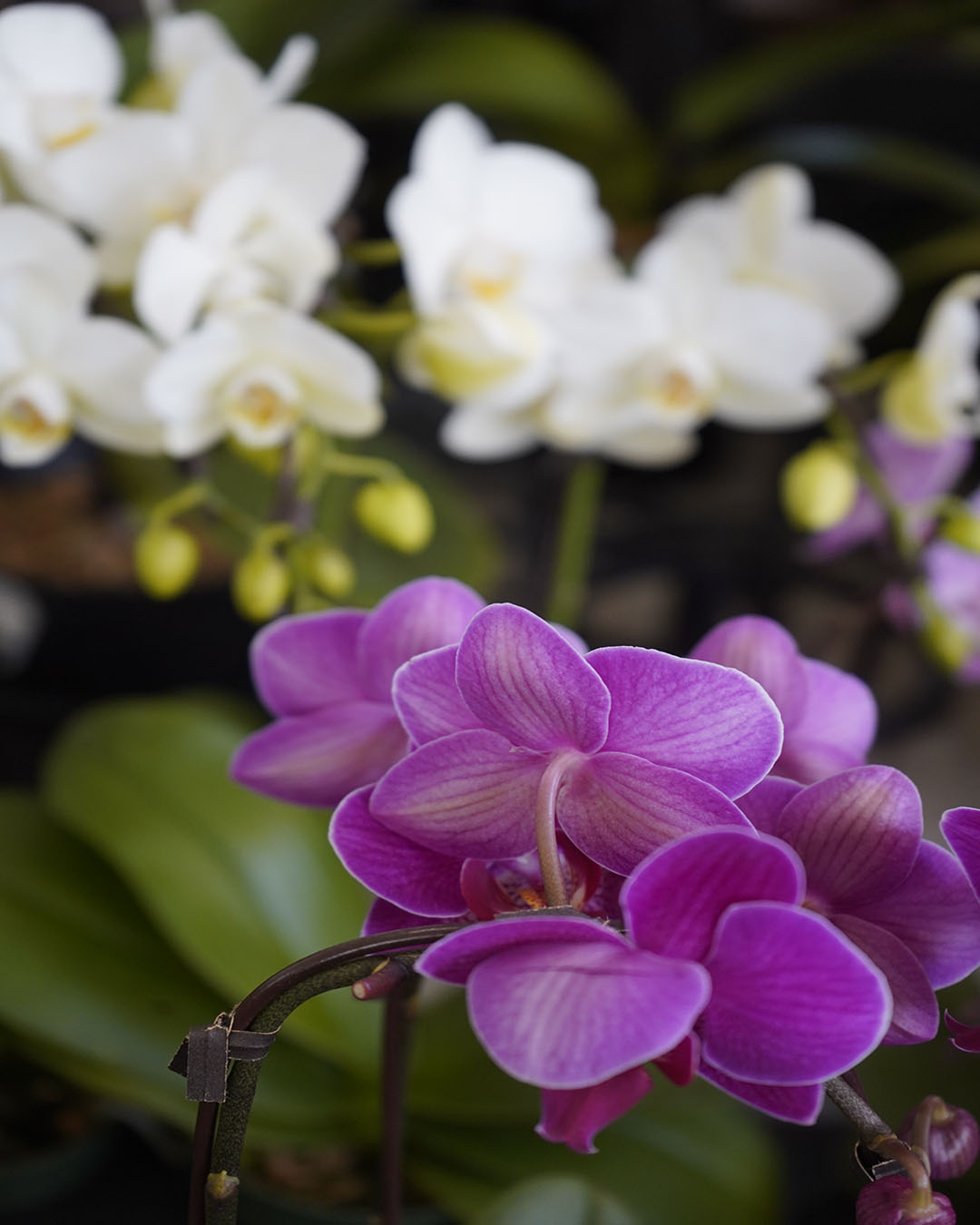Phaelenopsis orchid fbp.jpg