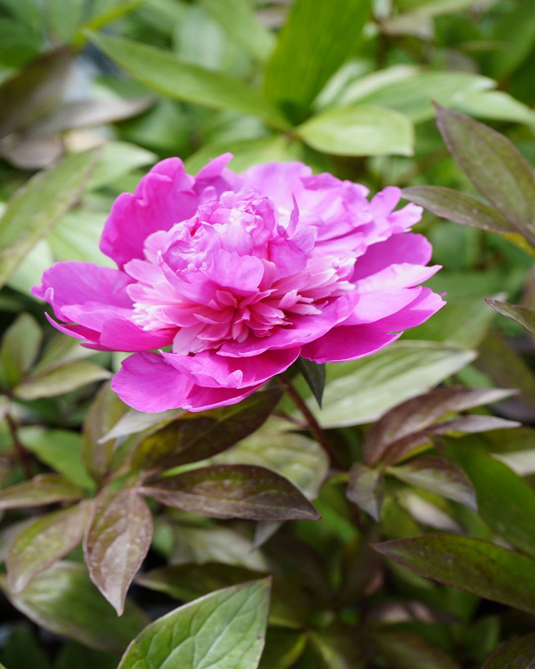 peony fbp.jpg