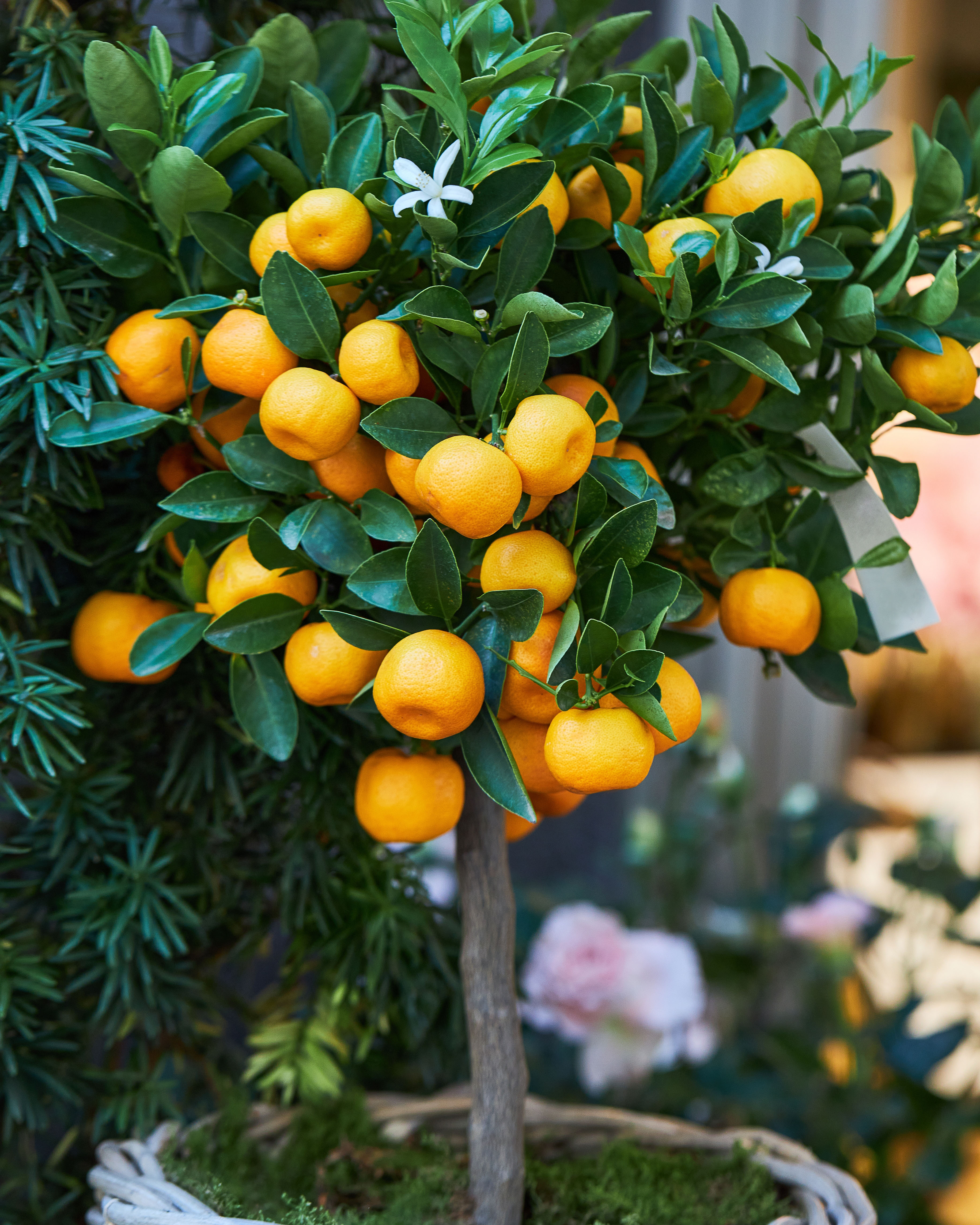 kumquat tree fp.jpg
