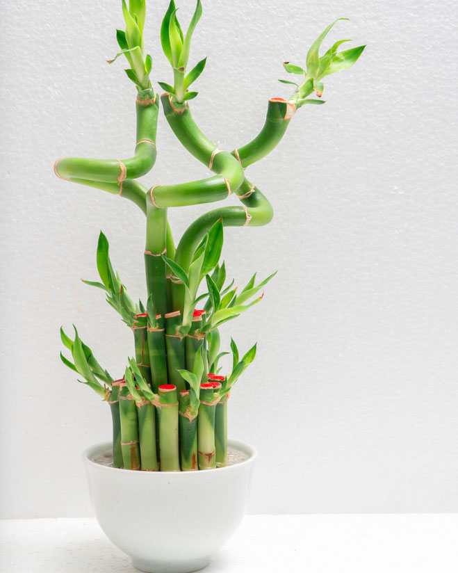 303lucky bamboo 富貴竹 fp.jpg