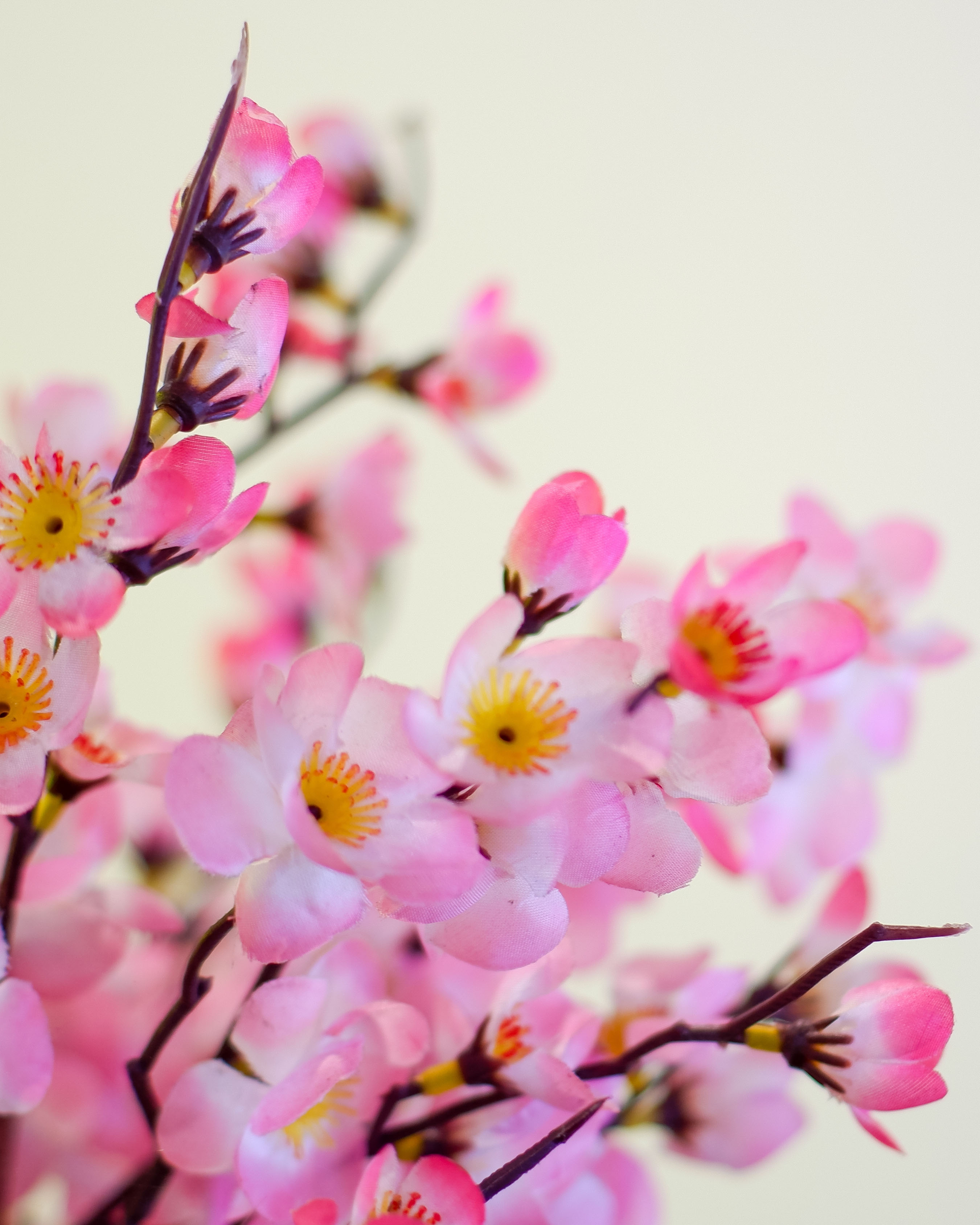 plum blossom fp.jpg