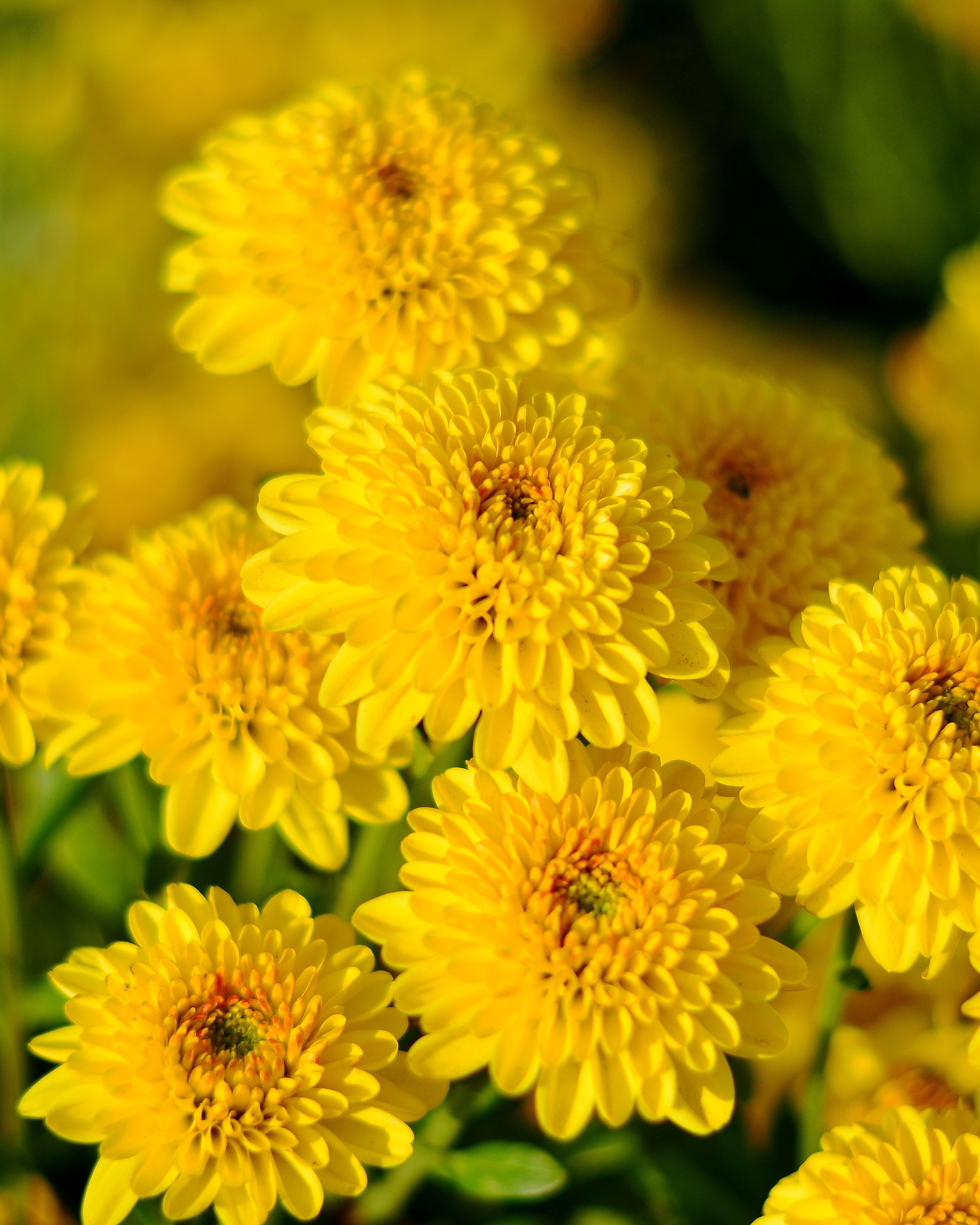 chrysanthemum菊花 fp.jpg