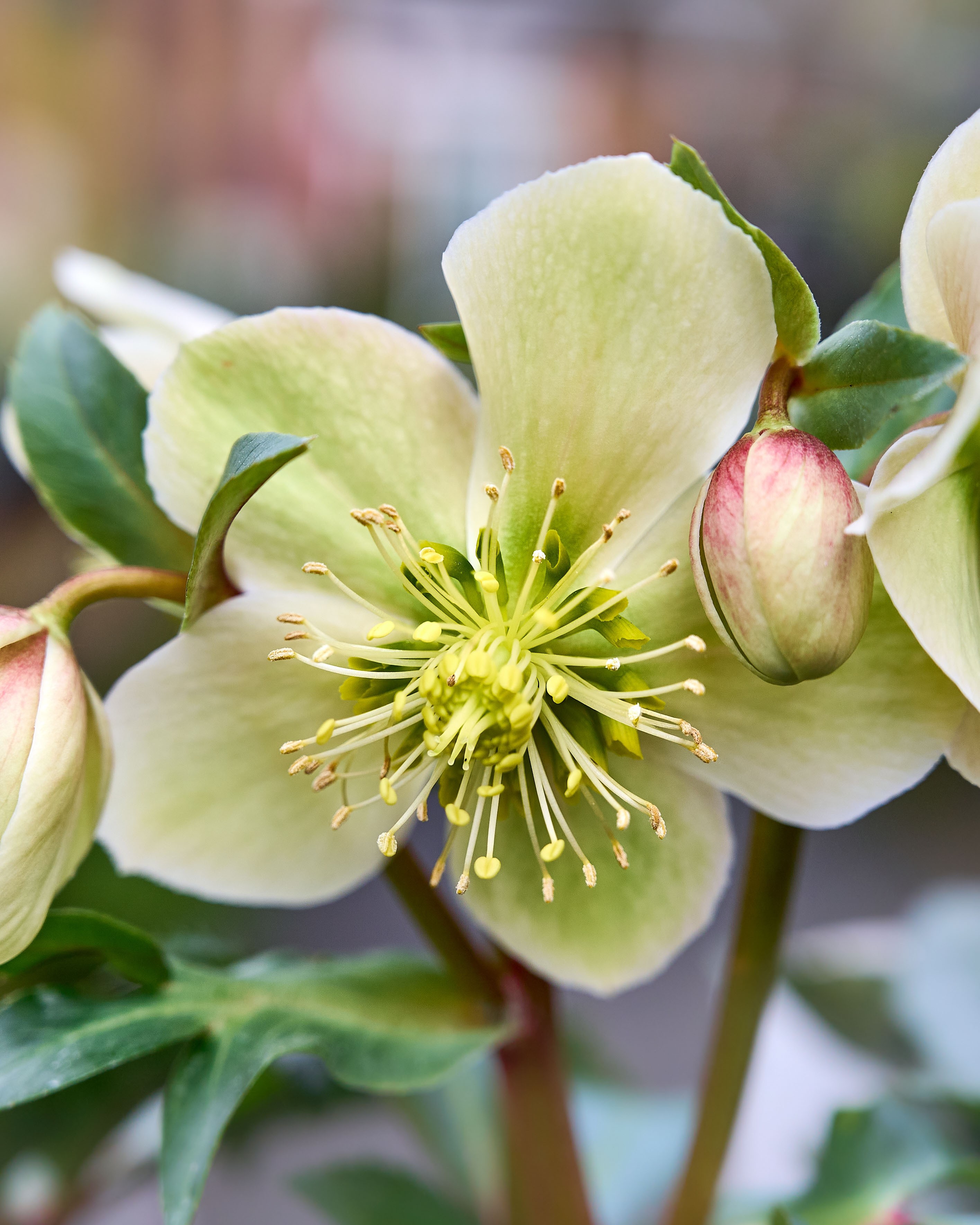 Winter to Spring: Best Perennials to Plant in February