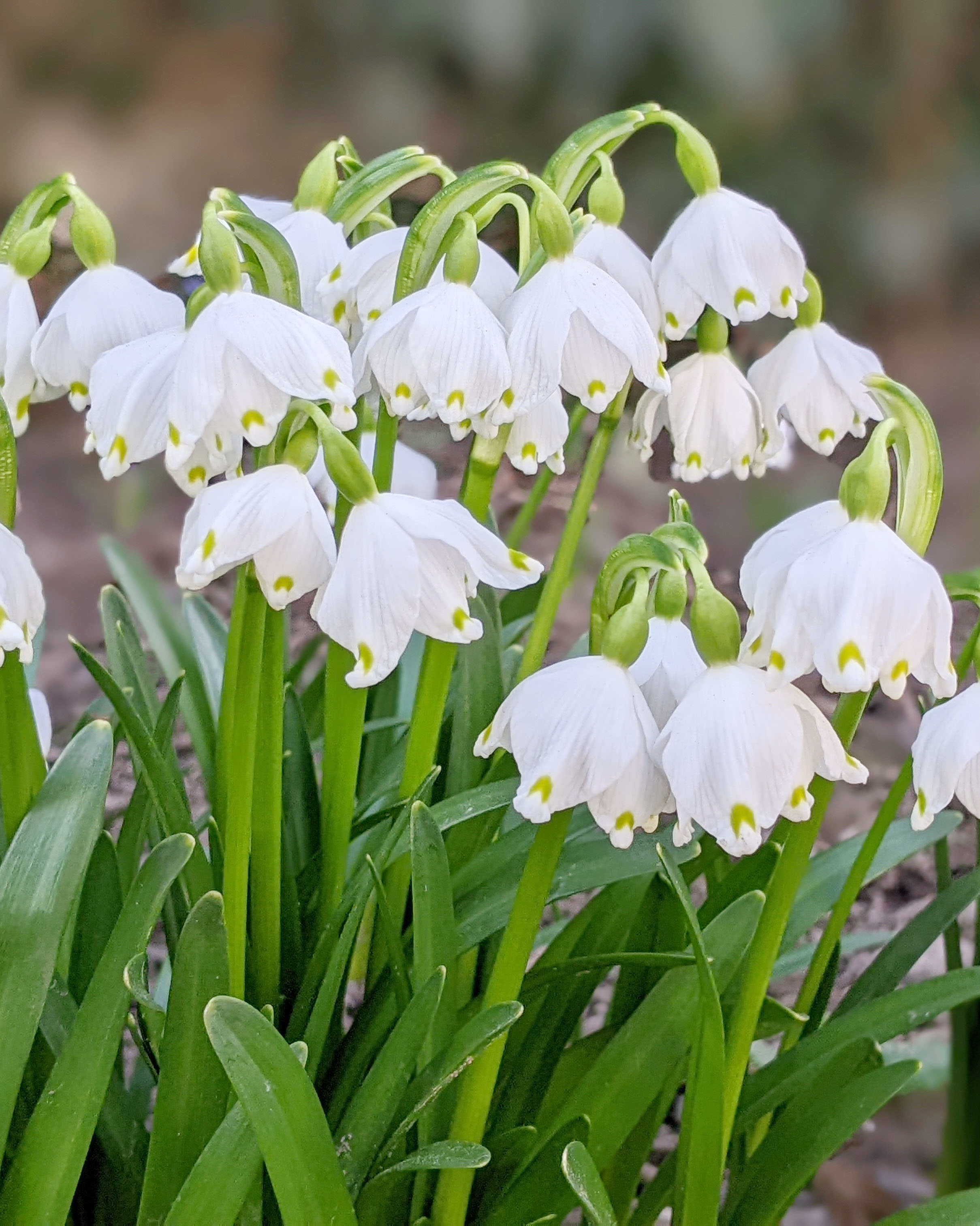 snowdrop 3.jpg