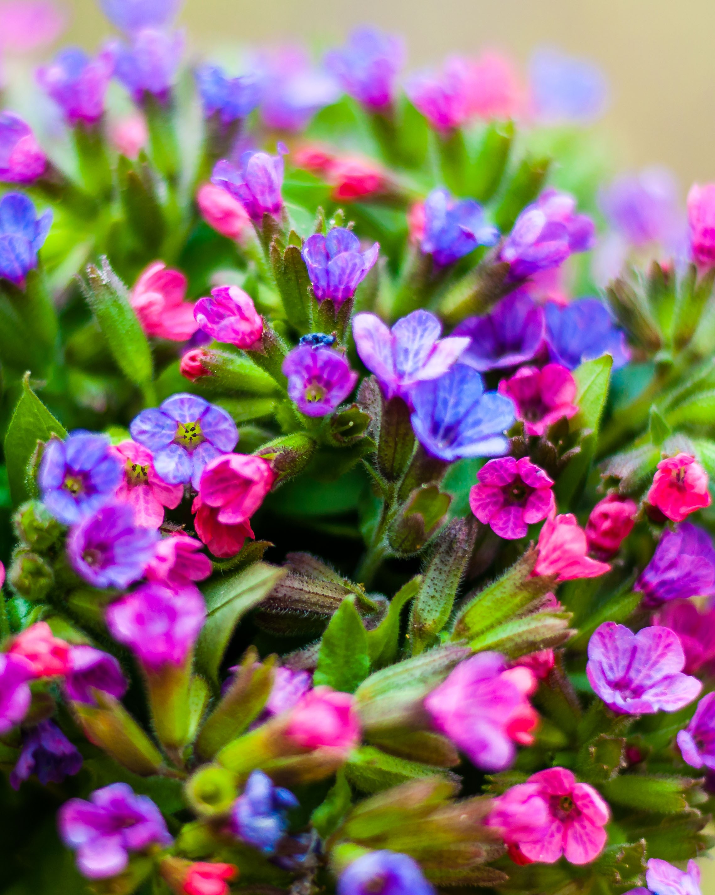 Lungwort fp.jpg
