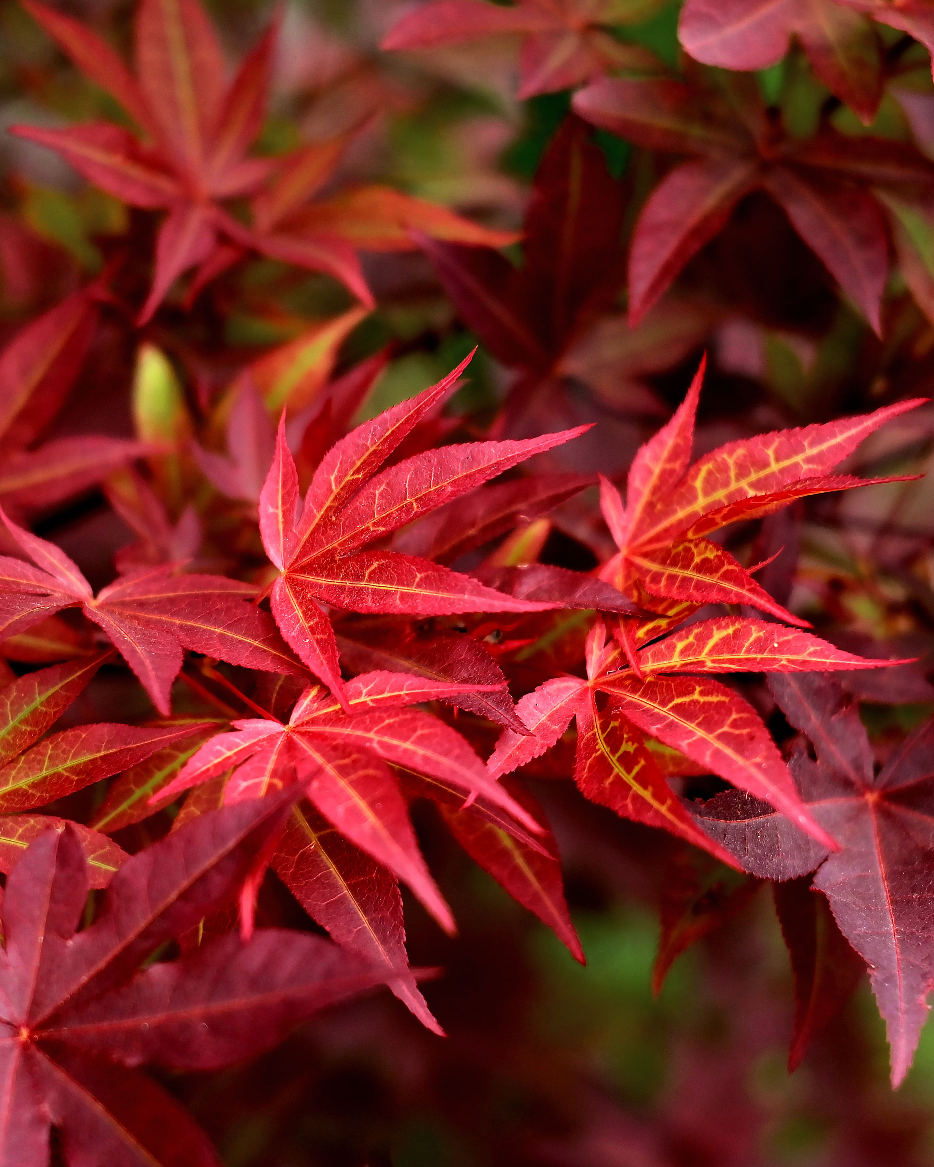 japanese maple.jpg