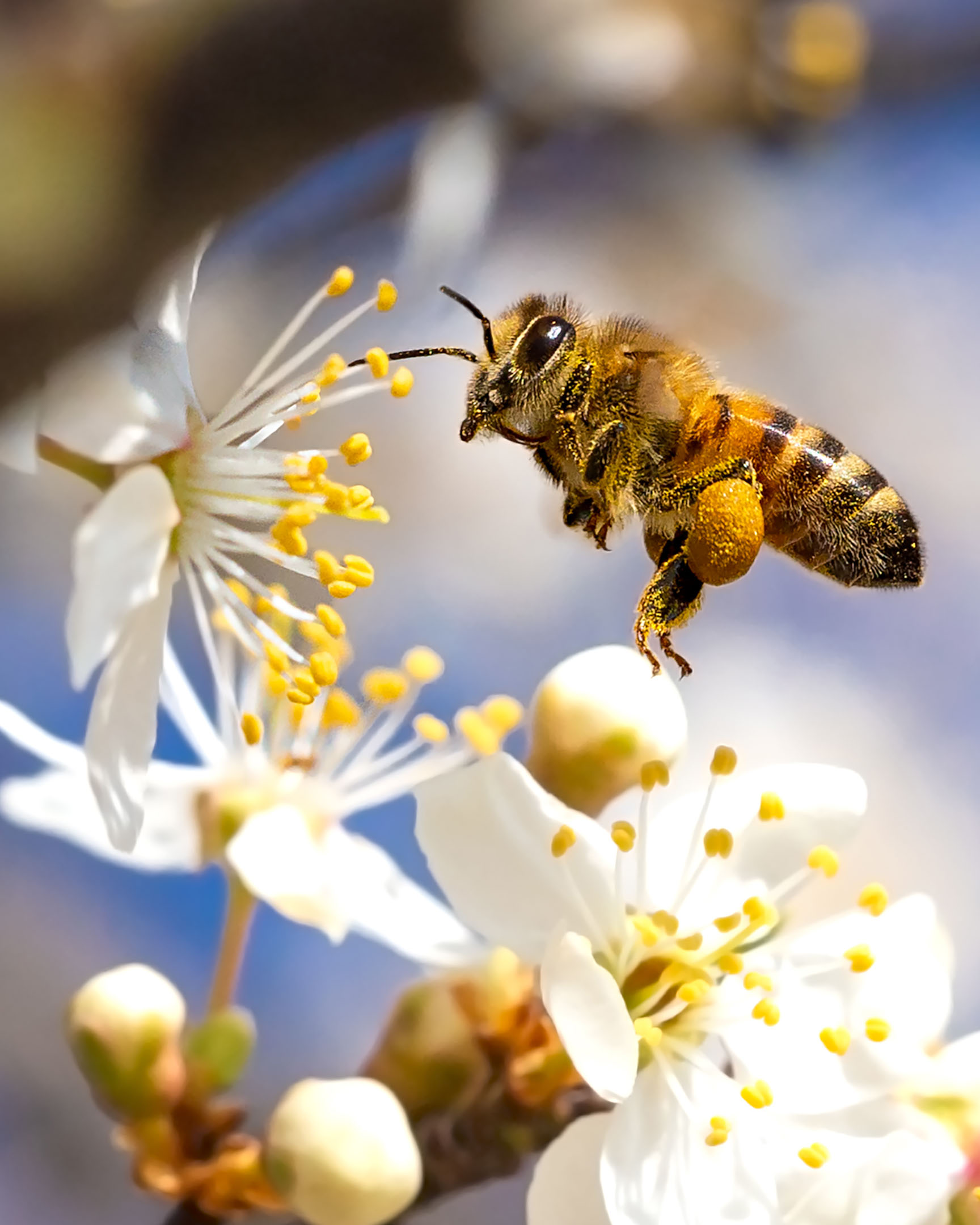bees.jpg