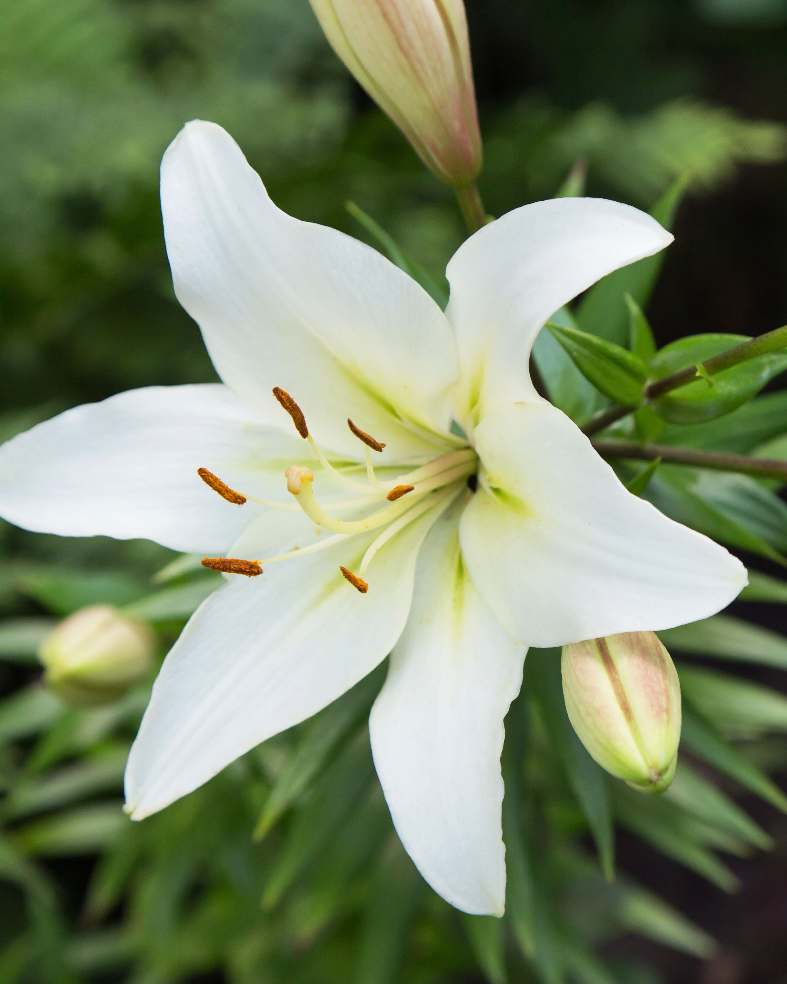 298Easter Lily麝香百合 FP.jpg