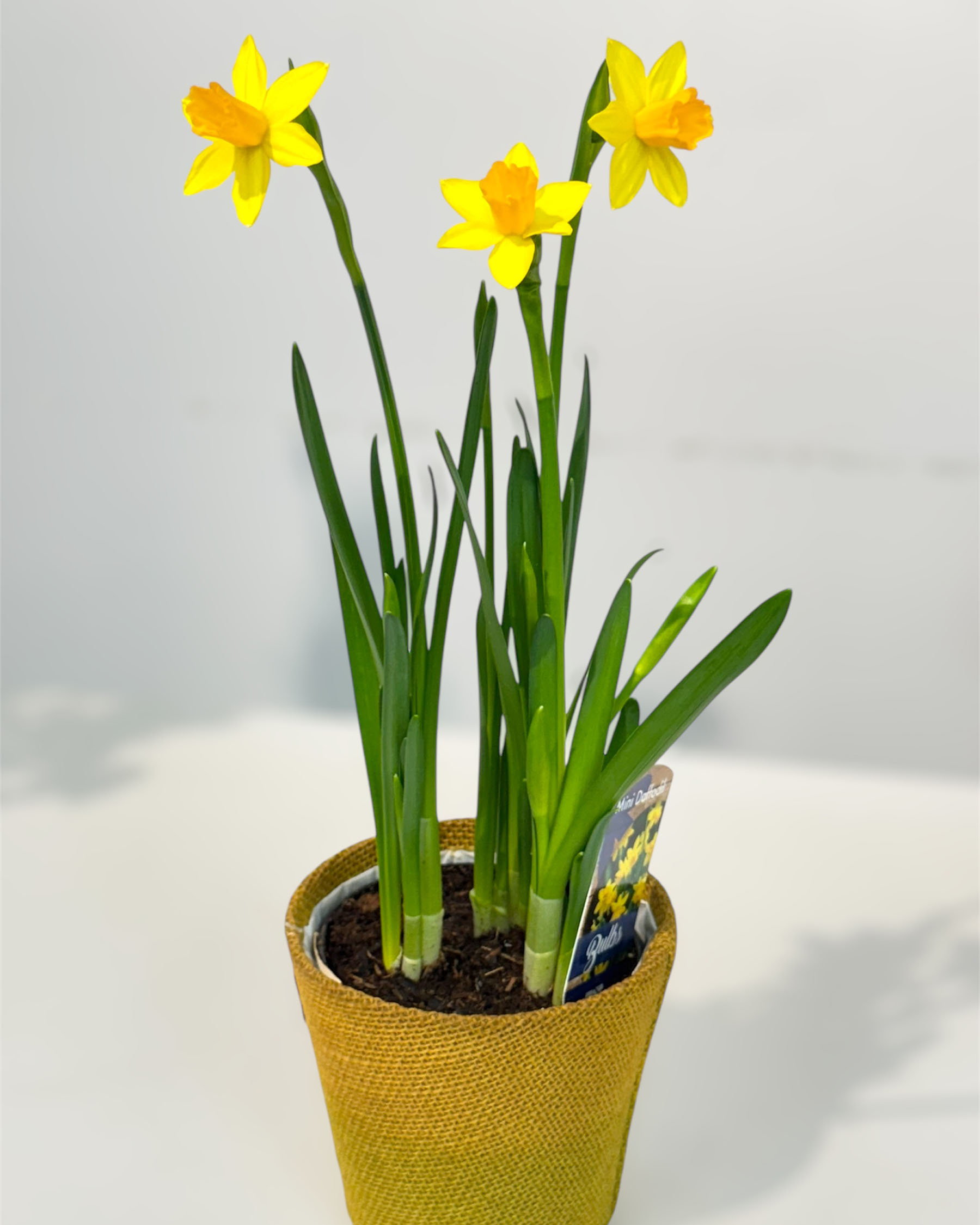 Mini daffodil 1 fp.jpg