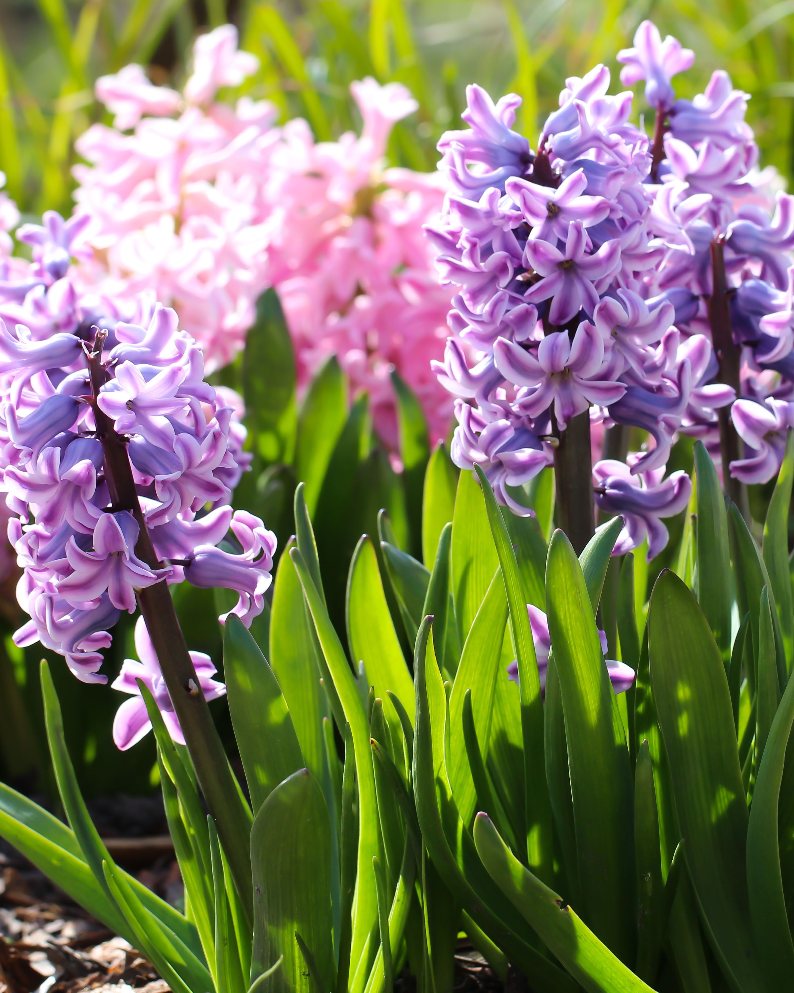 hyacinth fp1.jpg