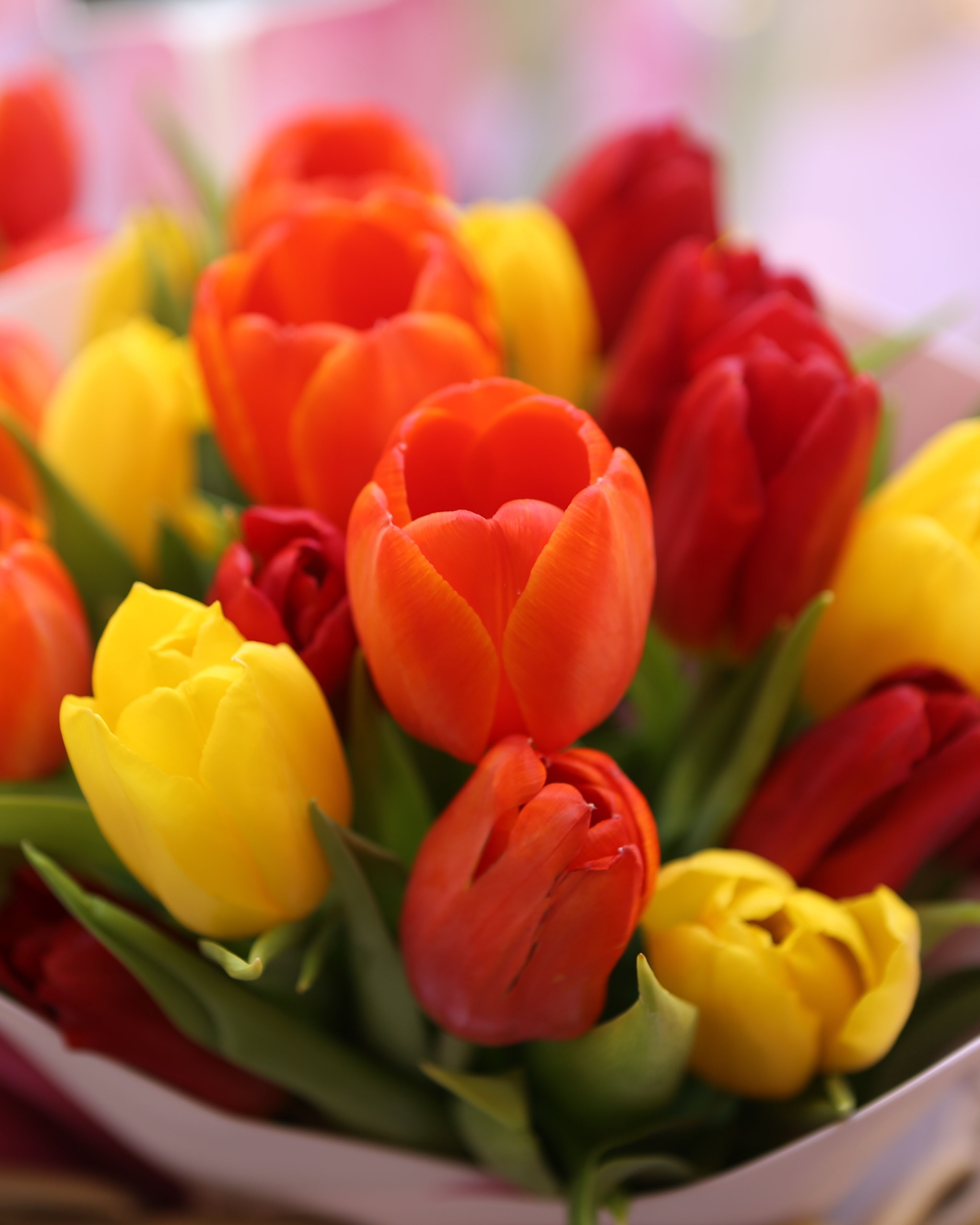 tulips fp.jpg