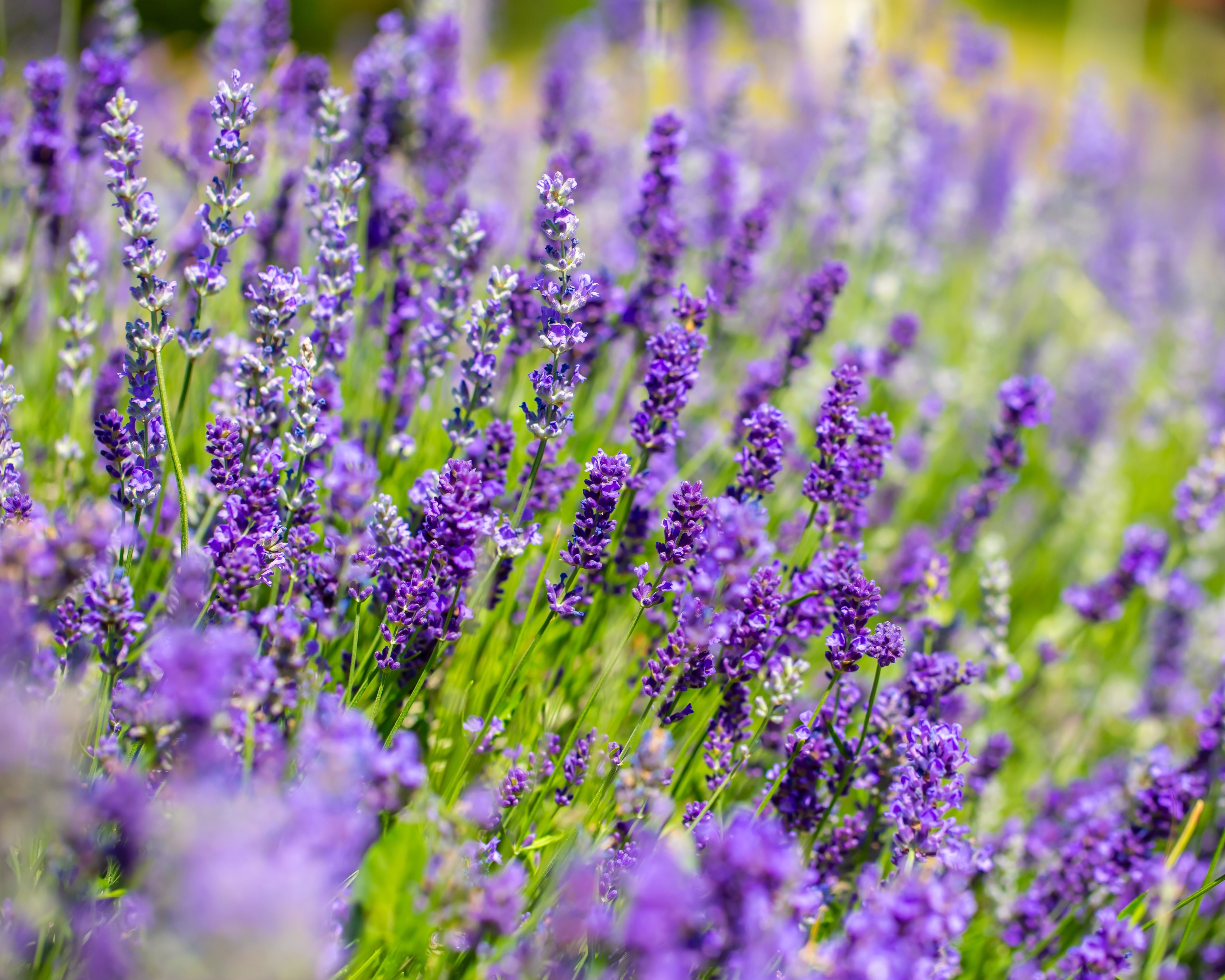 lavender fp.jpg