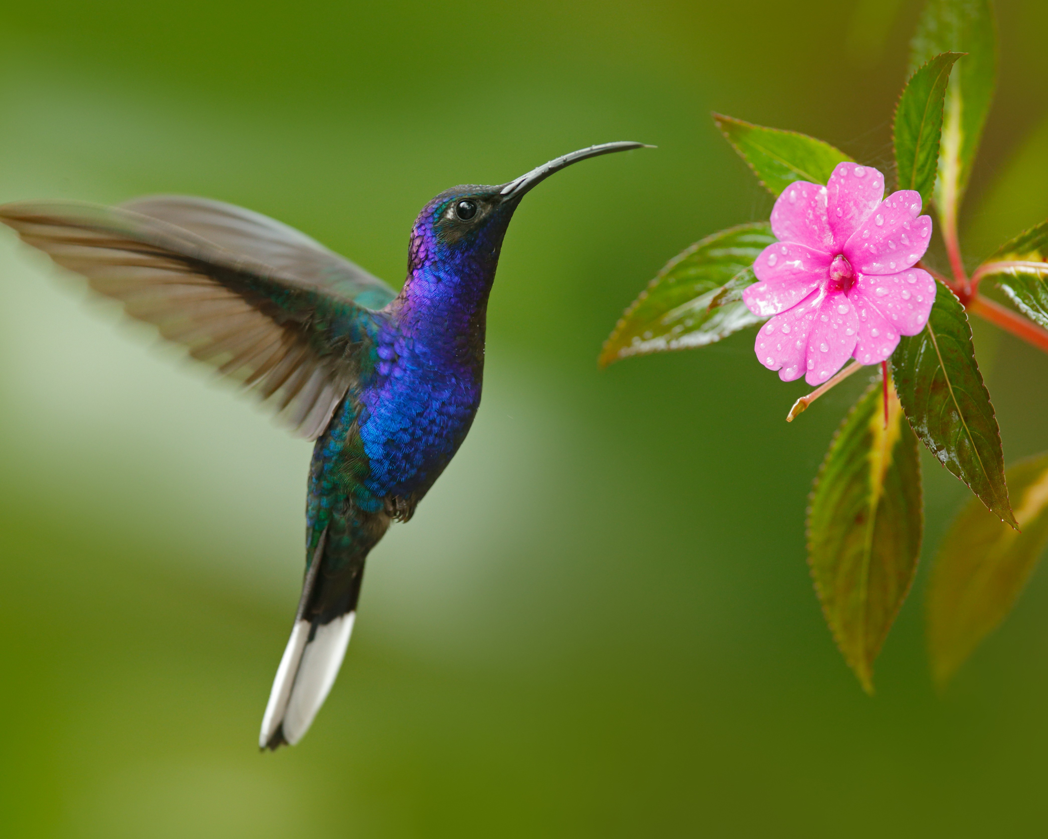hummingbird fp.jpg
