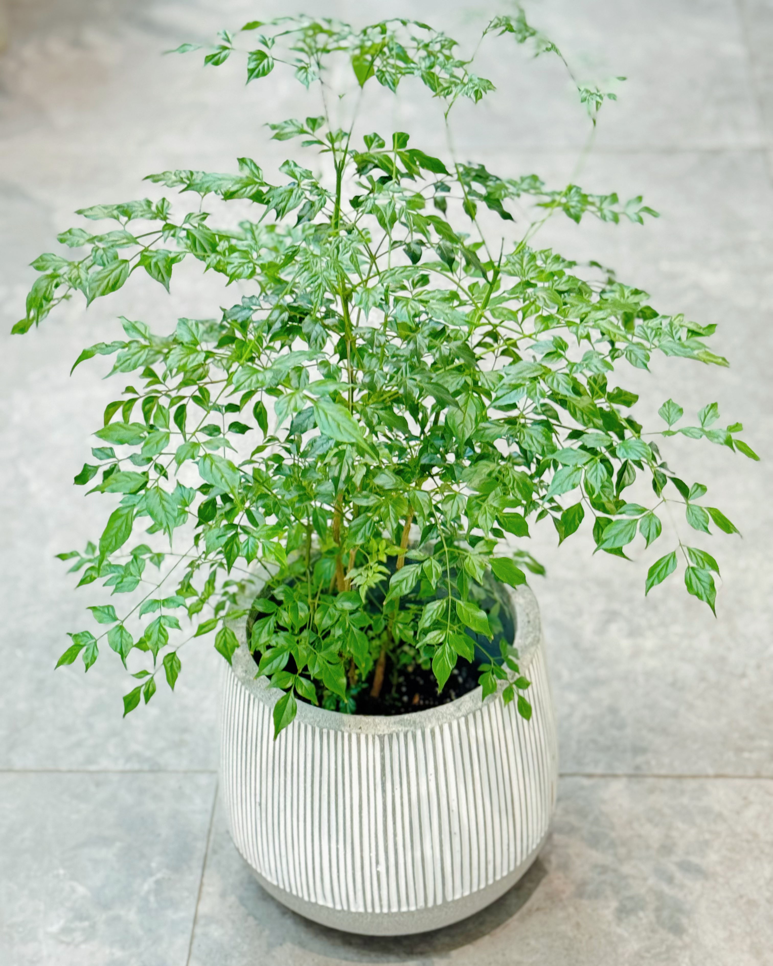 25-China Doll Plant 幸福树 fp.jpg