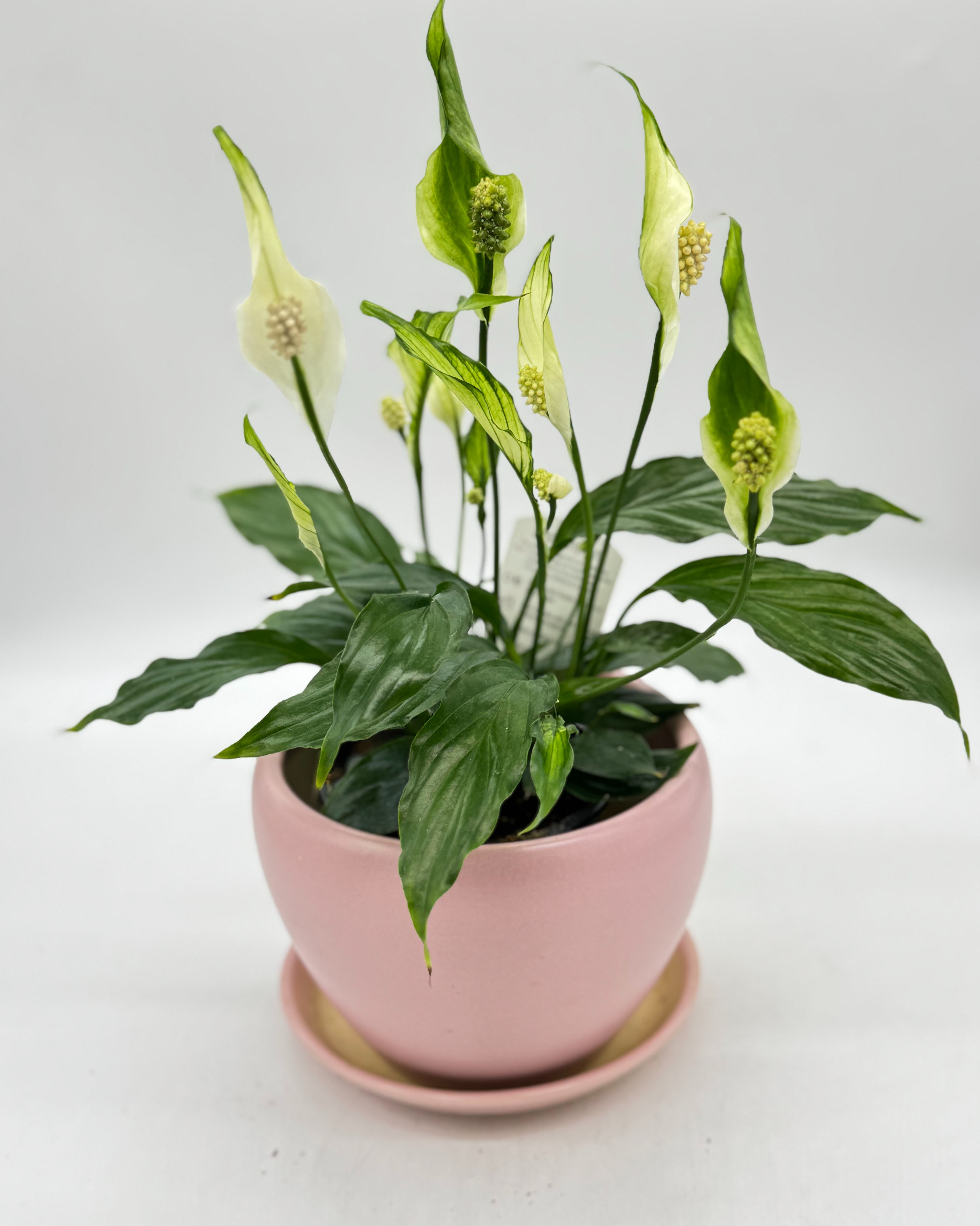 7-Peace Lily 白鹤芋 fp.jpg
