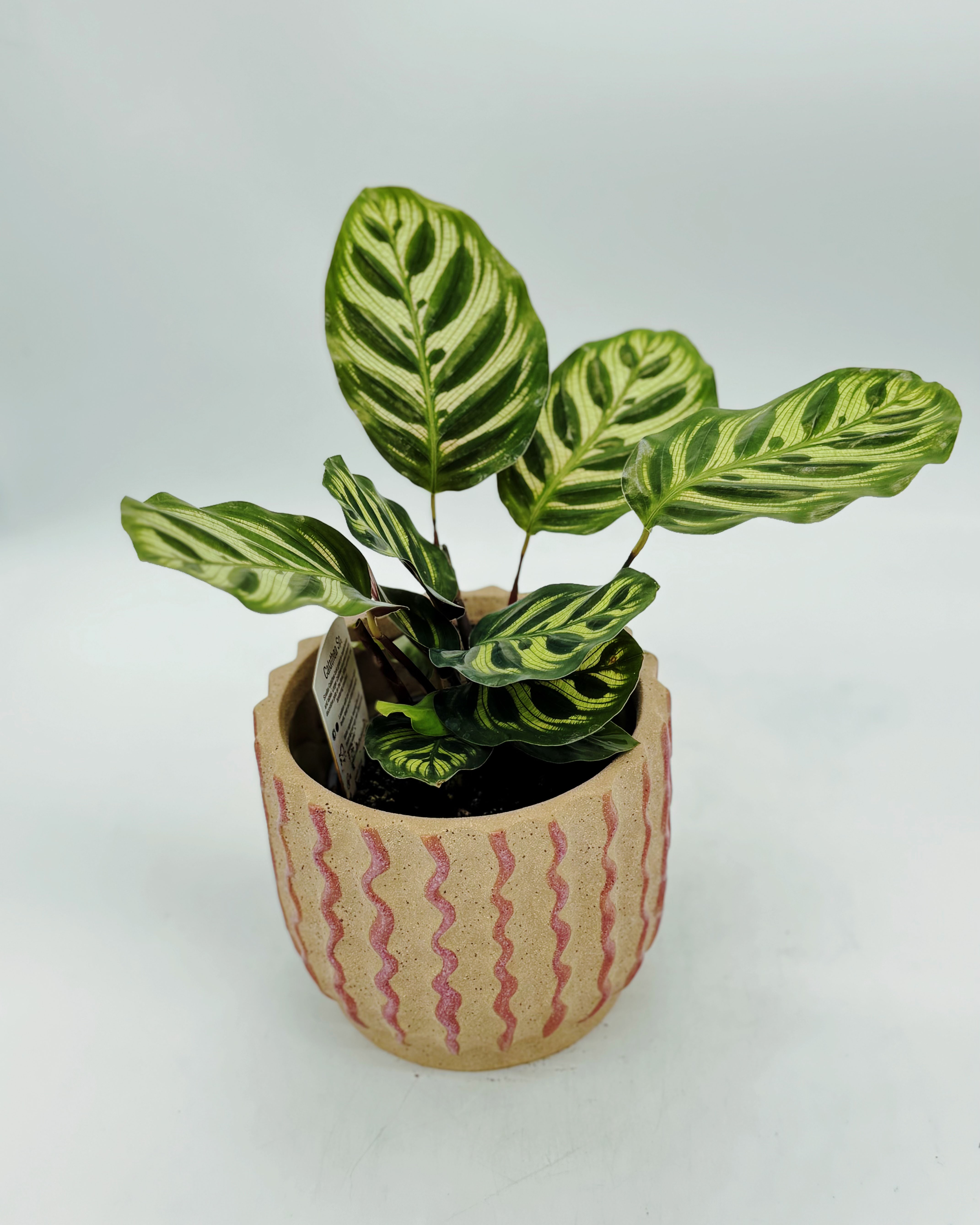 4 Peacock Plant fp.jpg