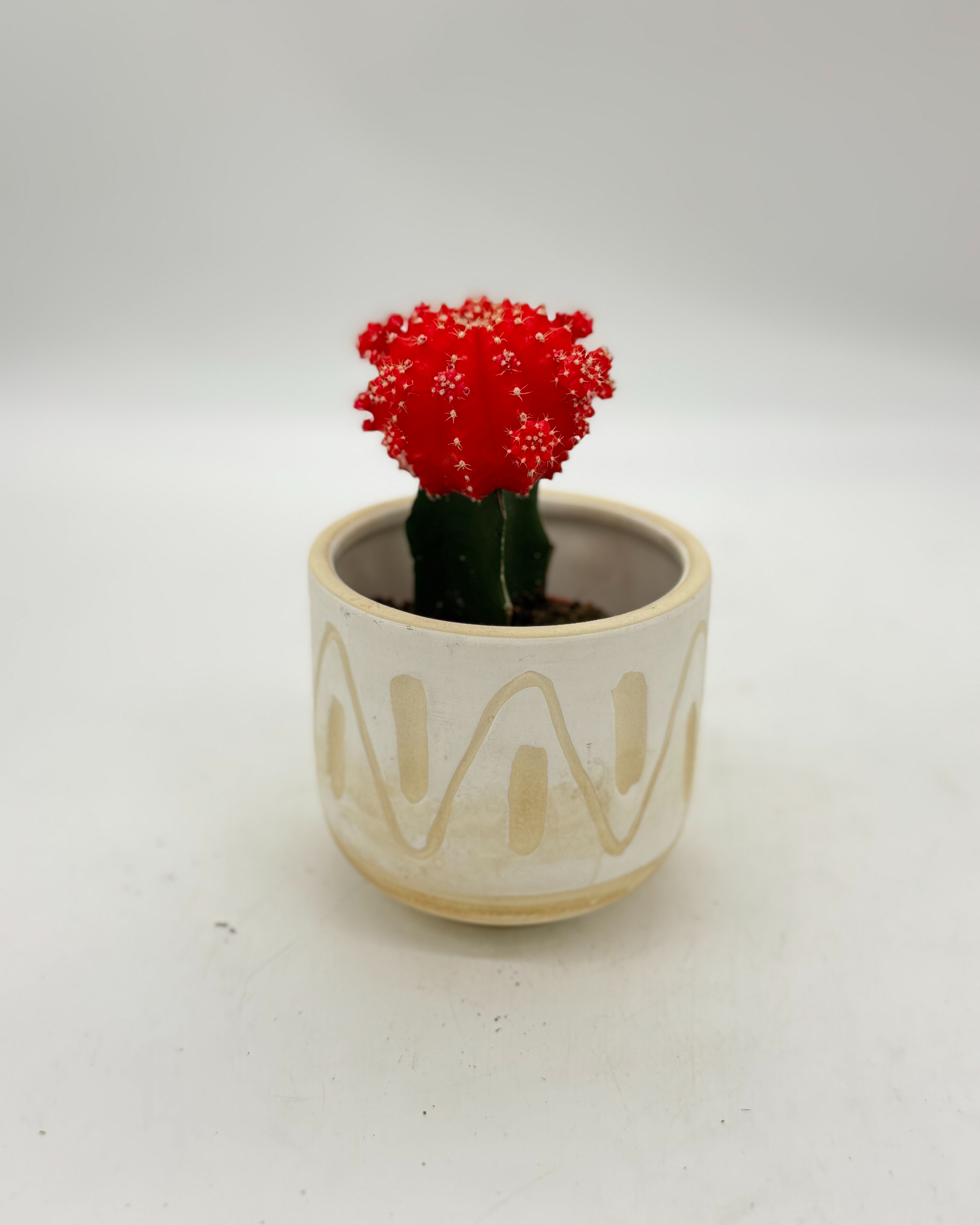 6-Moon Cactus 月亮仙人掌 fp.jpg